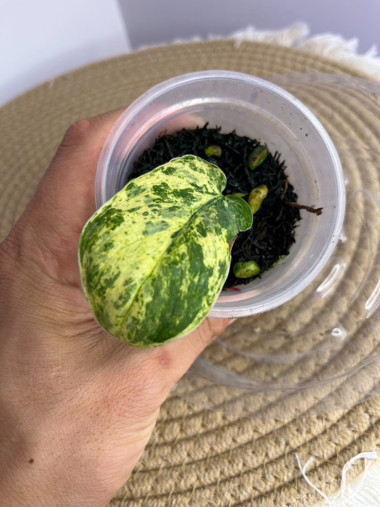 Scindapsus Creme Brulee Variegated 2