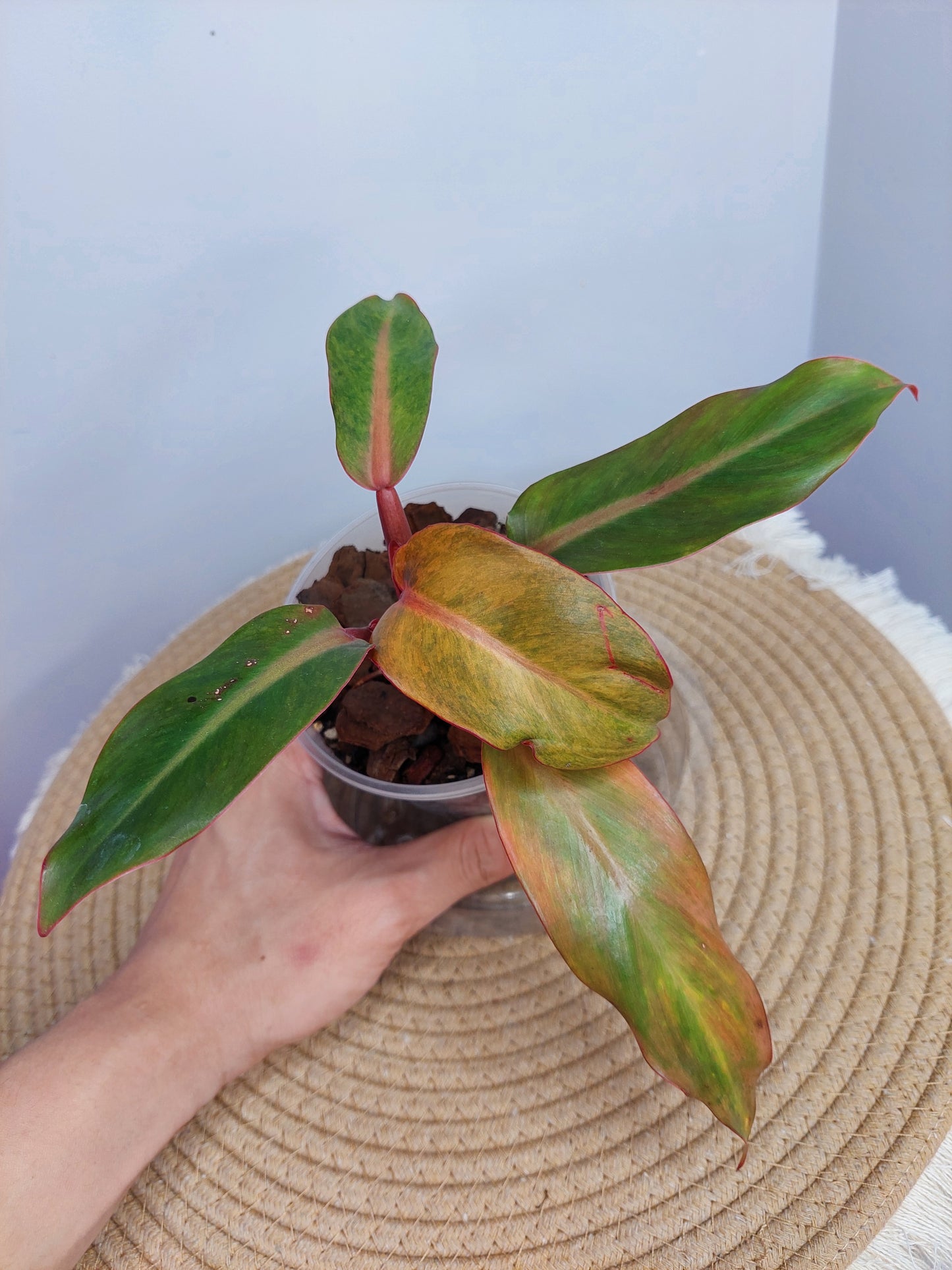 Philodendron Orange Marmalade 2