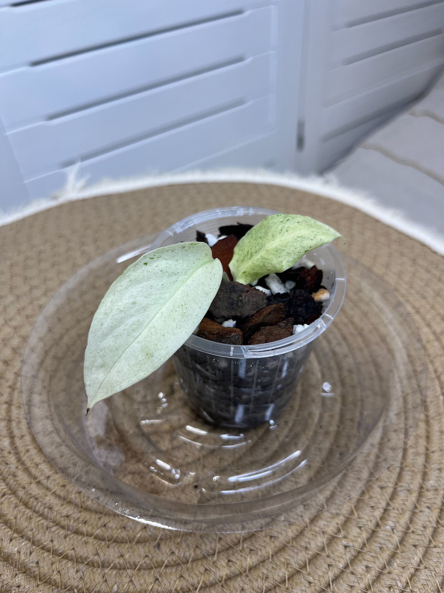 Monstera Adansonii Laniata Mint B