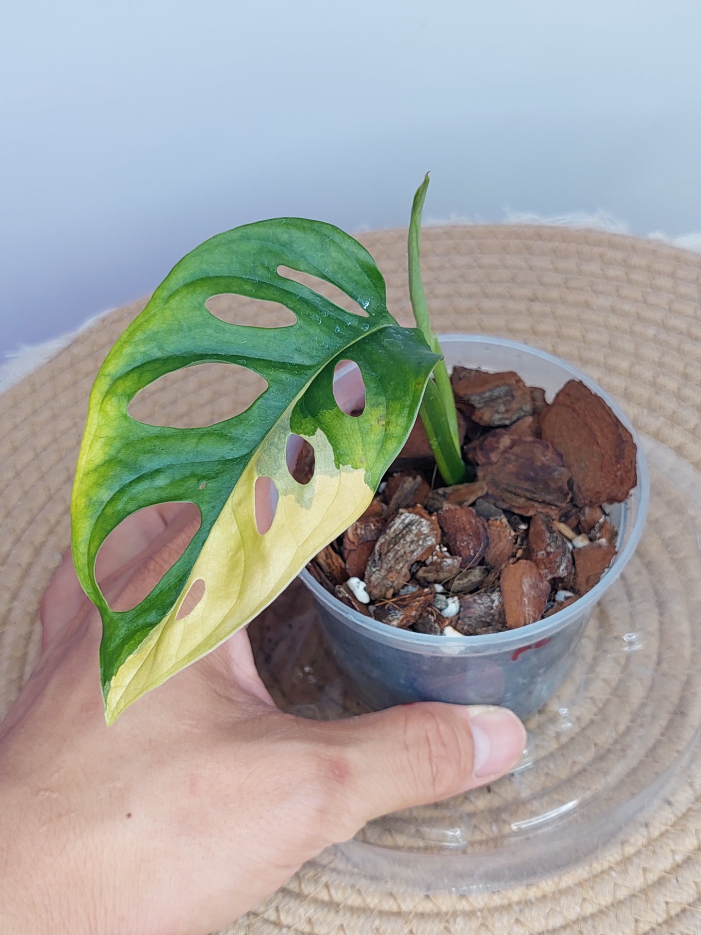 Monstera Monkey Mask(Adansonii) Aurea Variegated 2