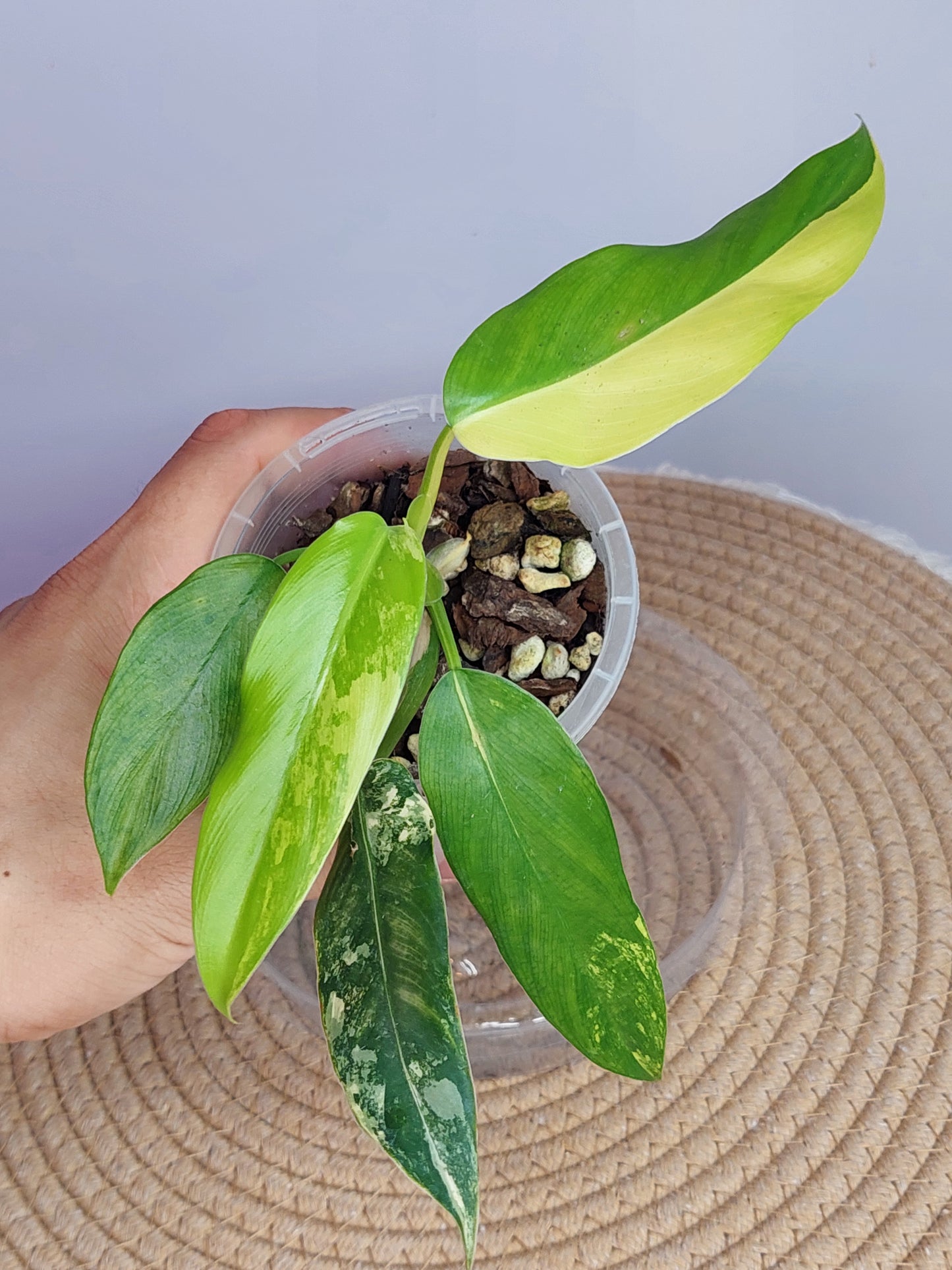 Philodendron Domesticum Mango Shake Variegated #1