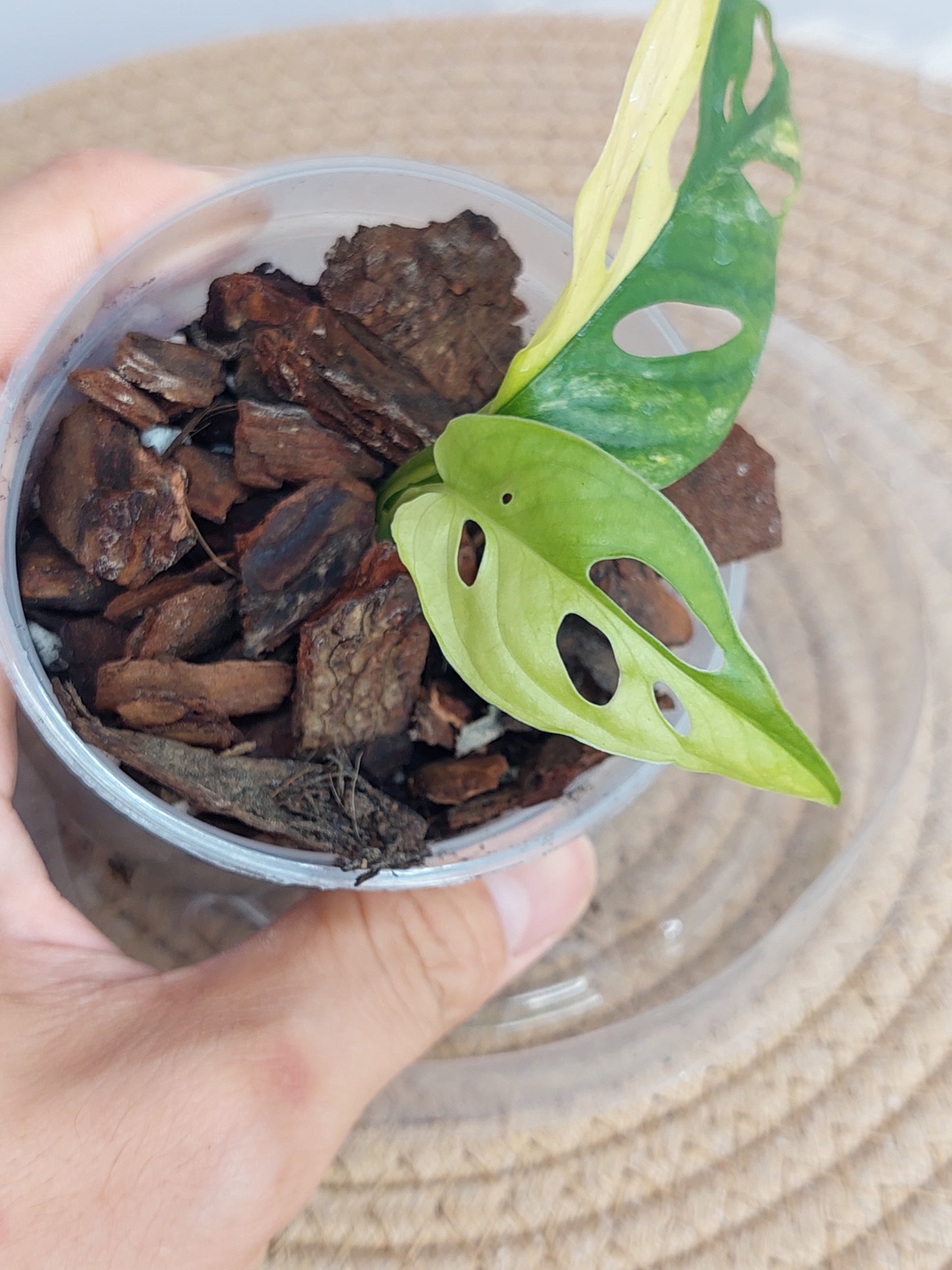 Monstera Monkey Mask(Adansonii) Aurea Variegated 3