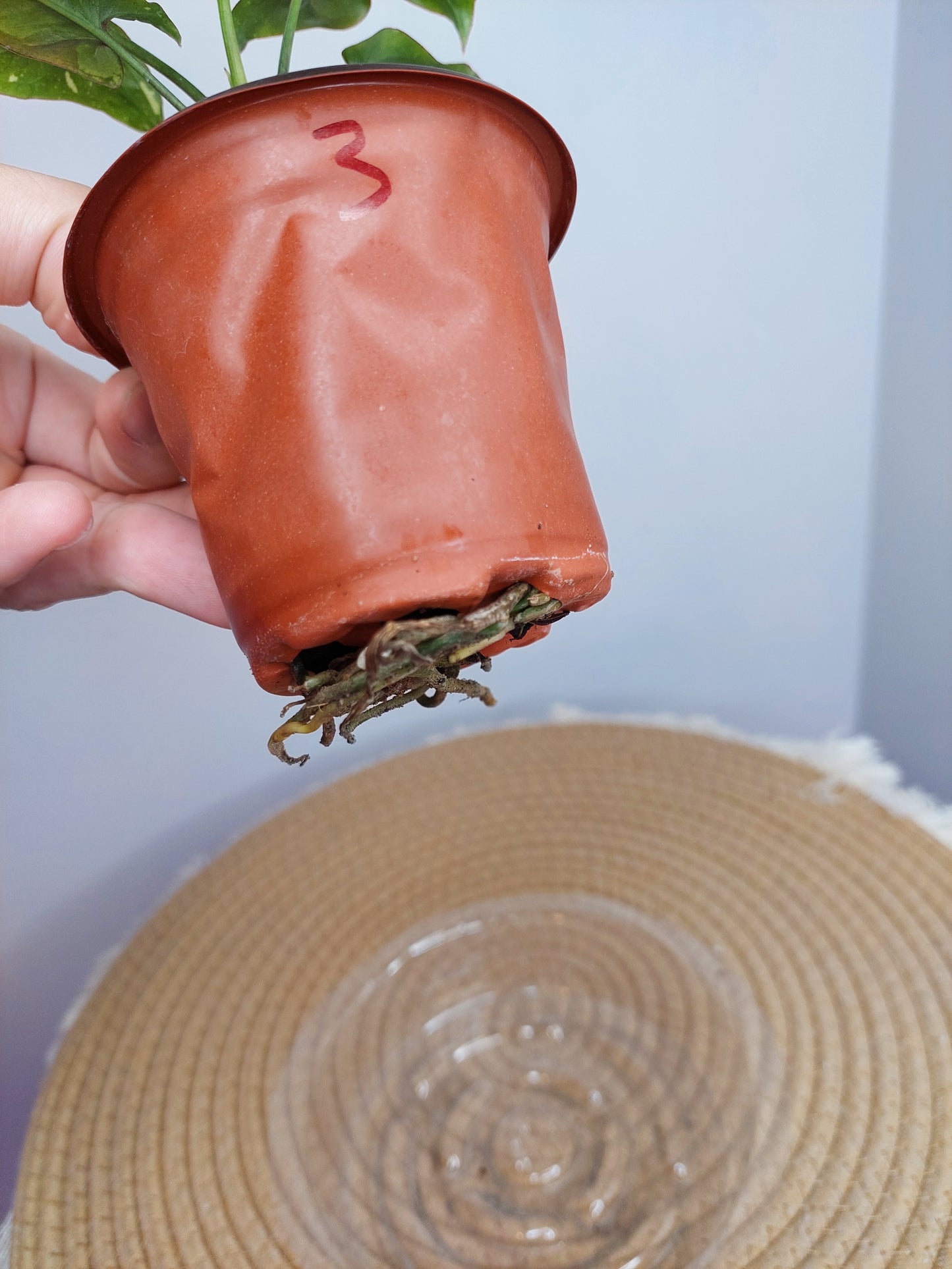 Syngonium Red Spot Tricolour 3