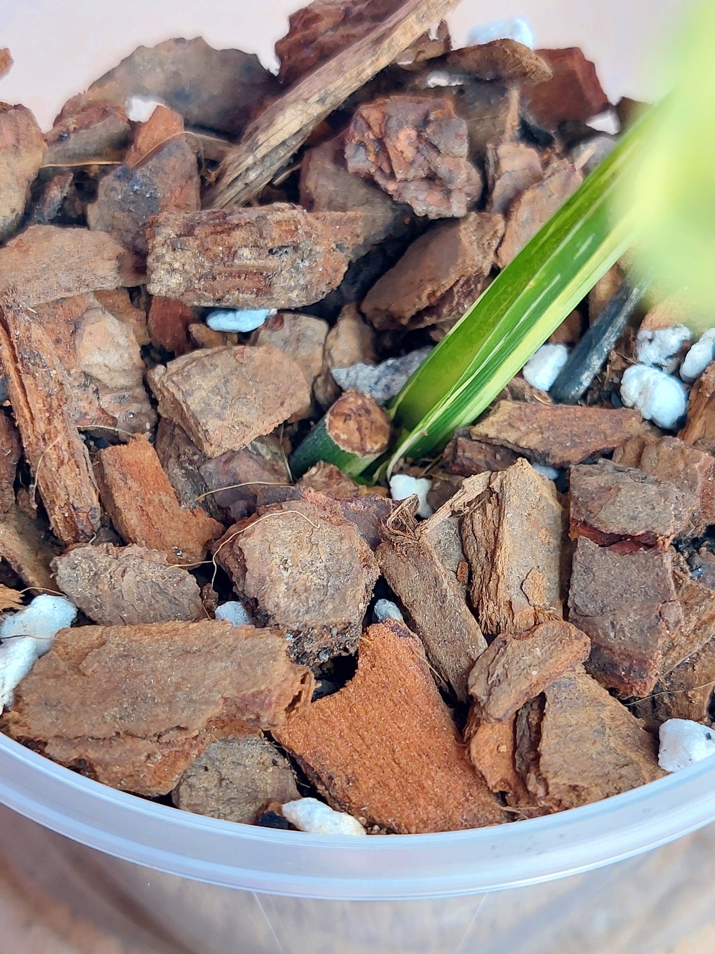 Syngonium Scrambled Eggs #C