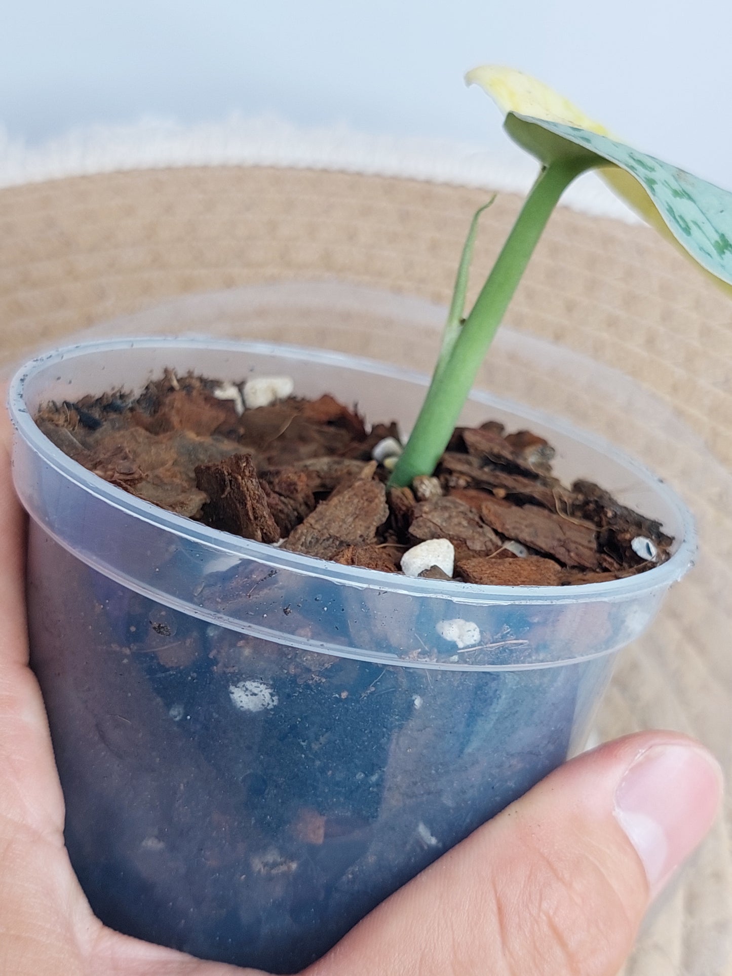 Scindapsus Exotica Variegated #A