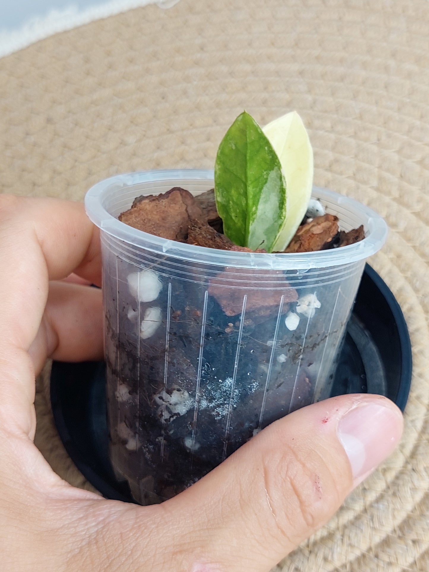 ZZ plant variegated C