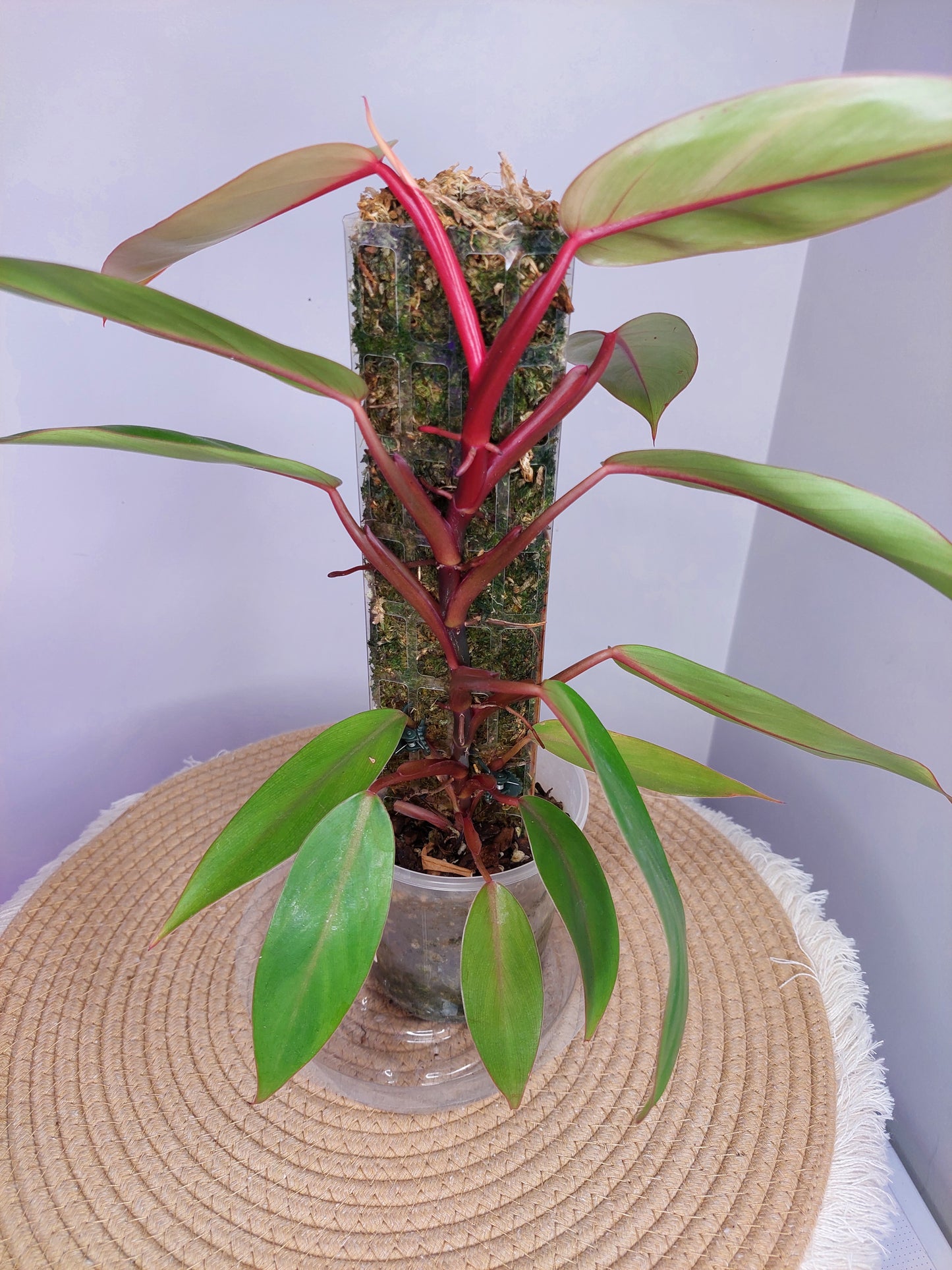 Philodendron Painted Lady 1