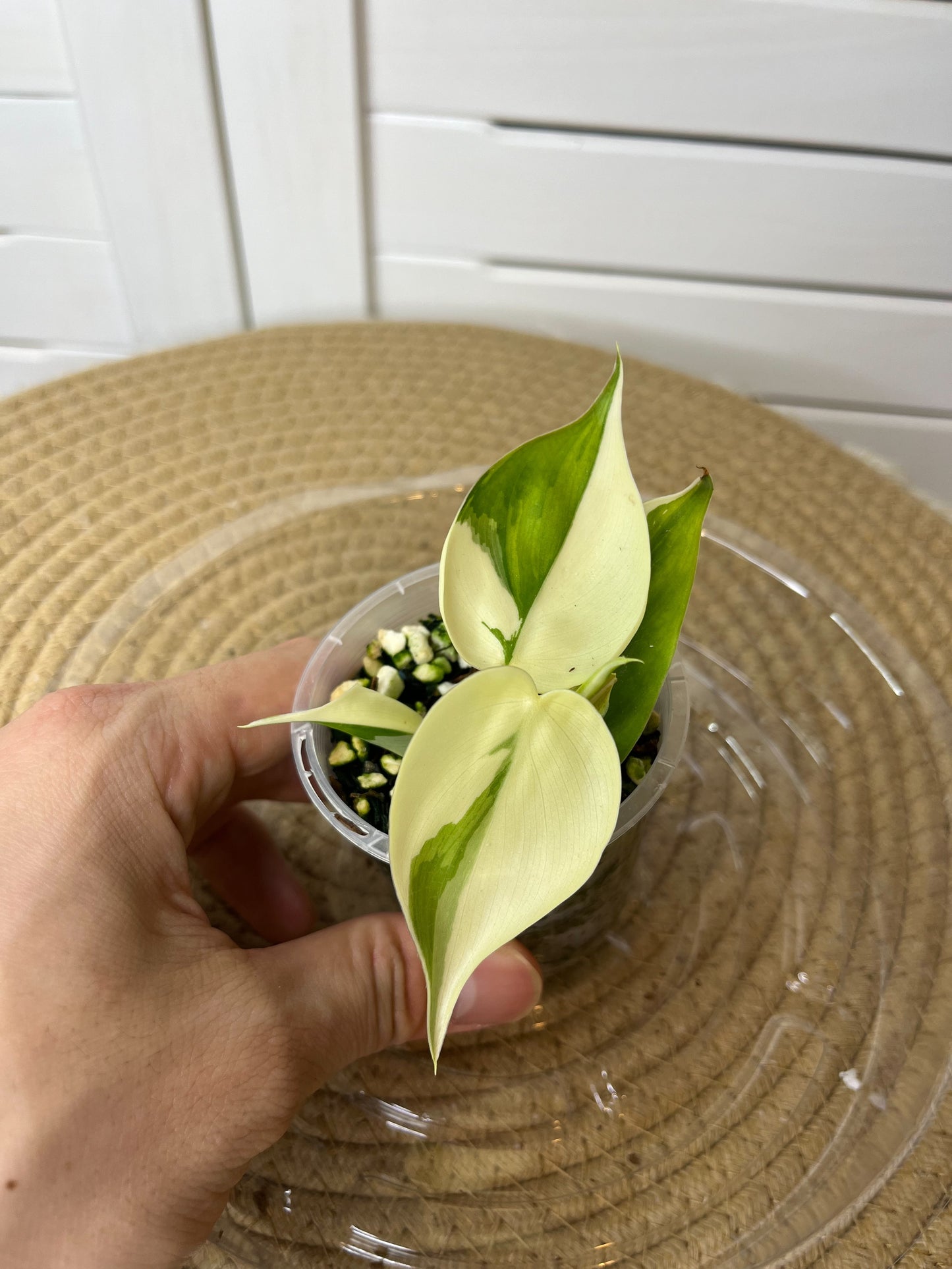 Philodendron Hederaceum(Heartleaf) ALBO Variegated - 3