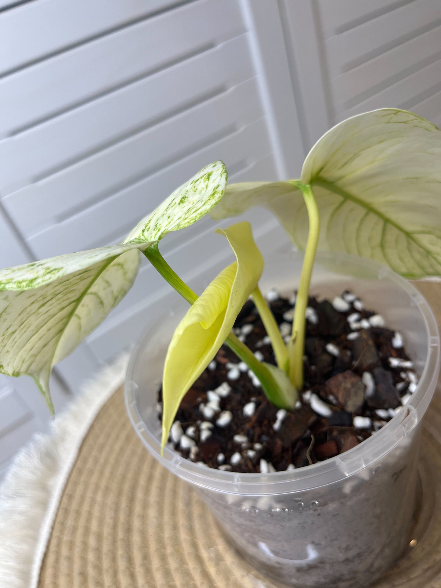 Monstera Deliciosa Mint Variegated #3