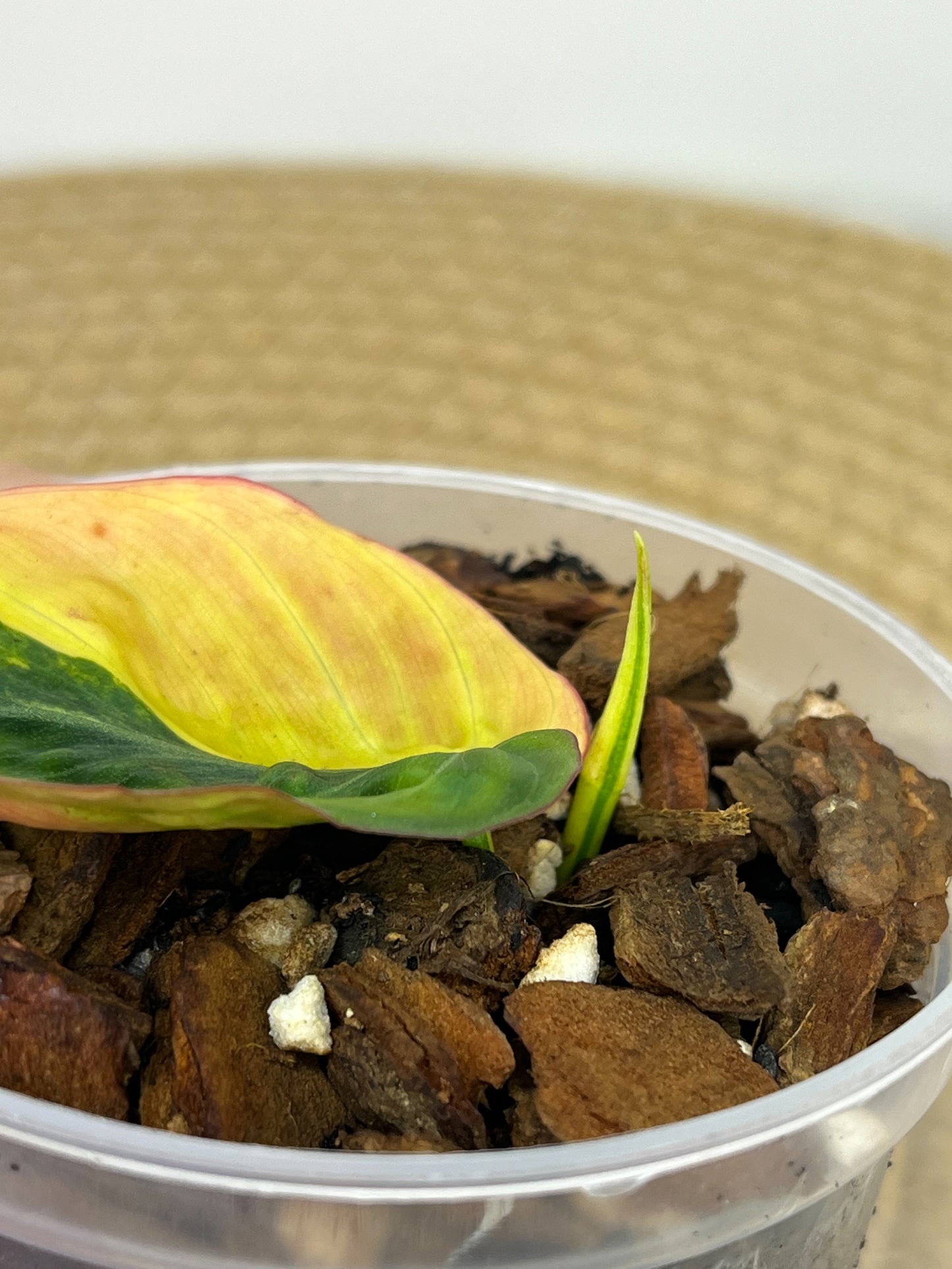 Philodendron Mican Variegated #3