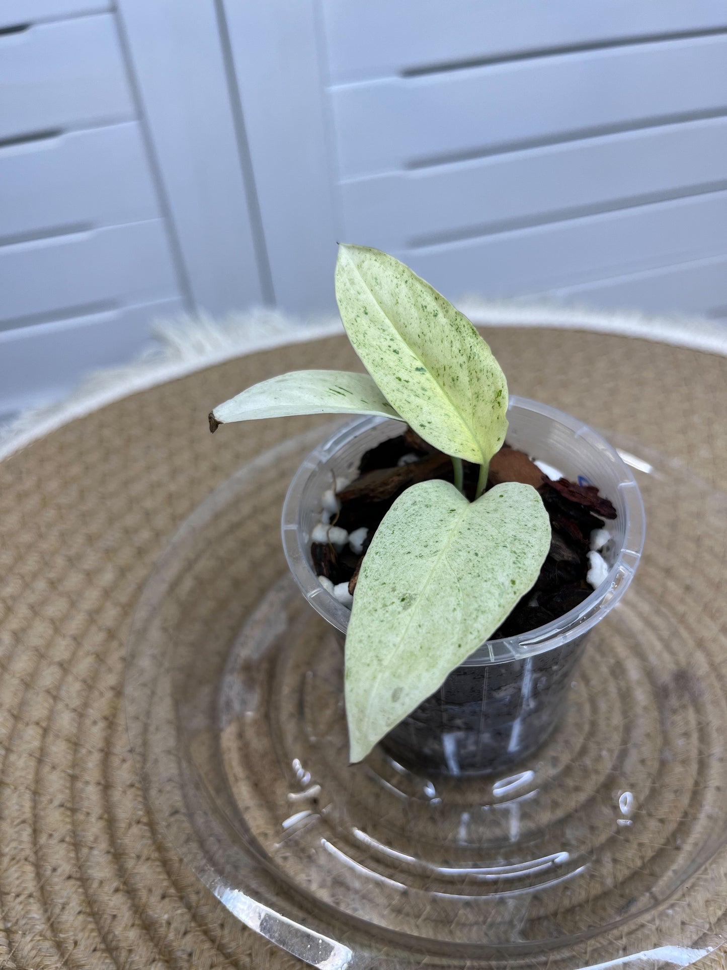 Monstera Adansonii Laniata Mint C