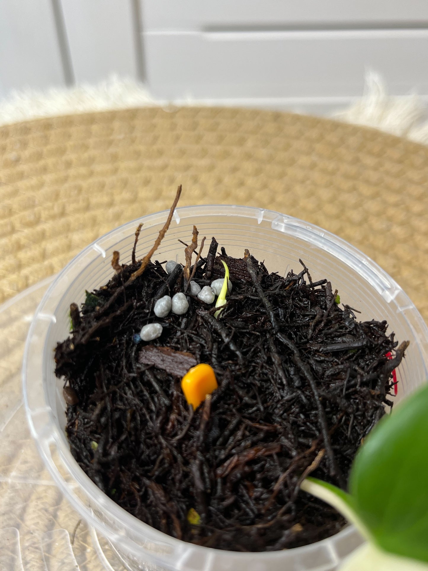 Philodendron Hederaceum(Heartleaf) ALBO Variegated (3)