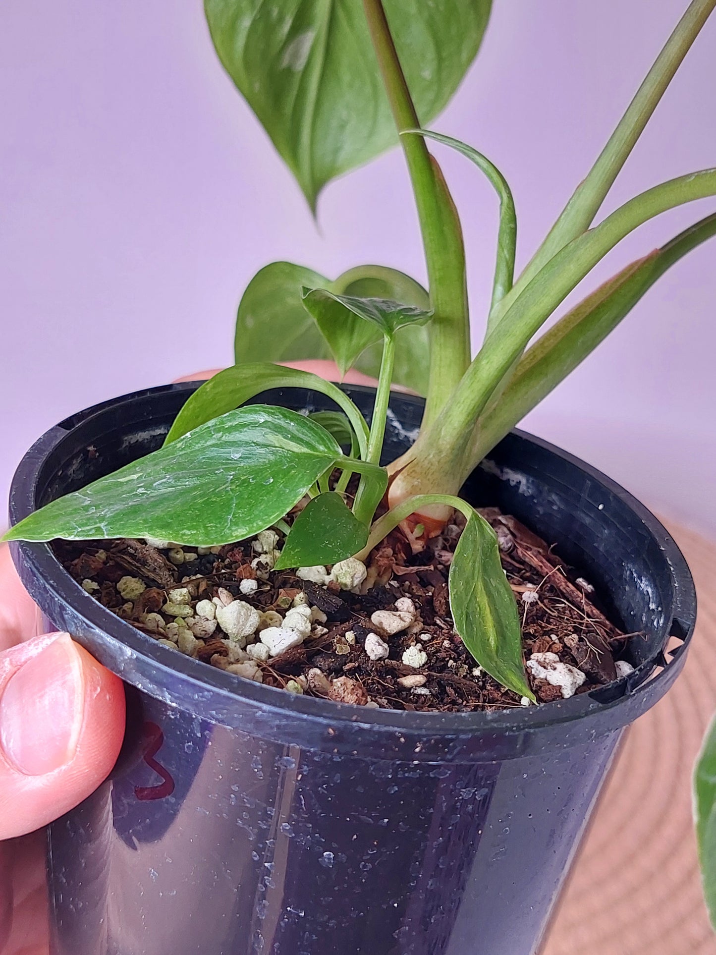 Homalomena Rubescens Constellation (C)