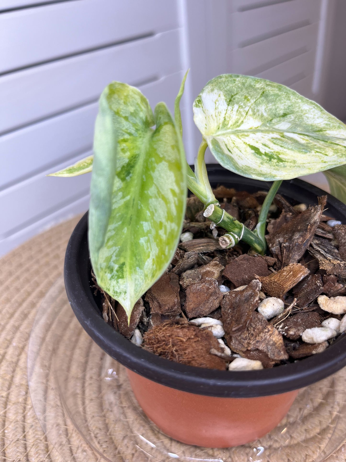 Scindapsus Exotica Variegated (3)