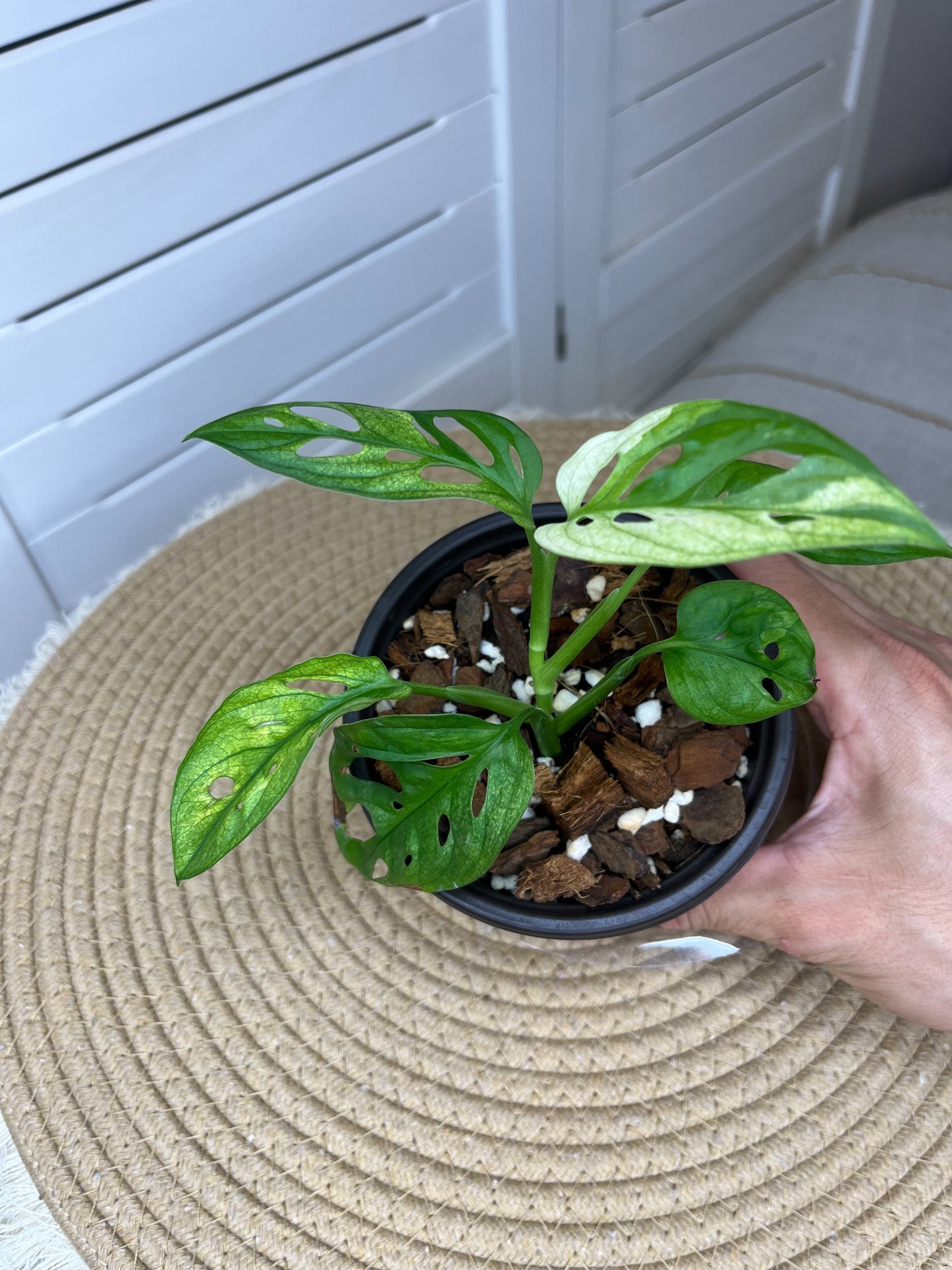 Monstera Monkey Mask(Adansonii) Variegated (3)