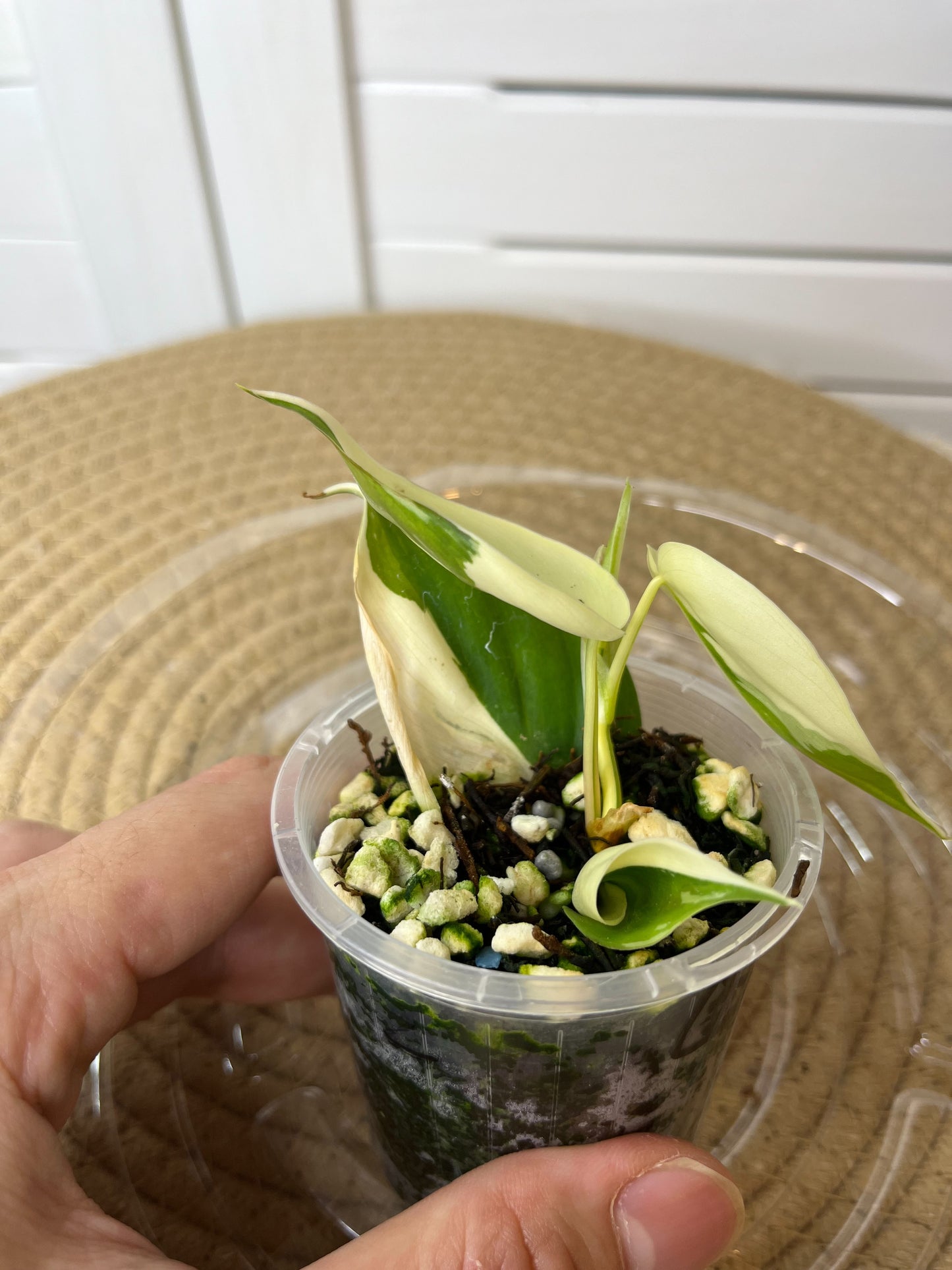 Philodendron Hederaceum(Heartleaf) ALBO Variegated - 3