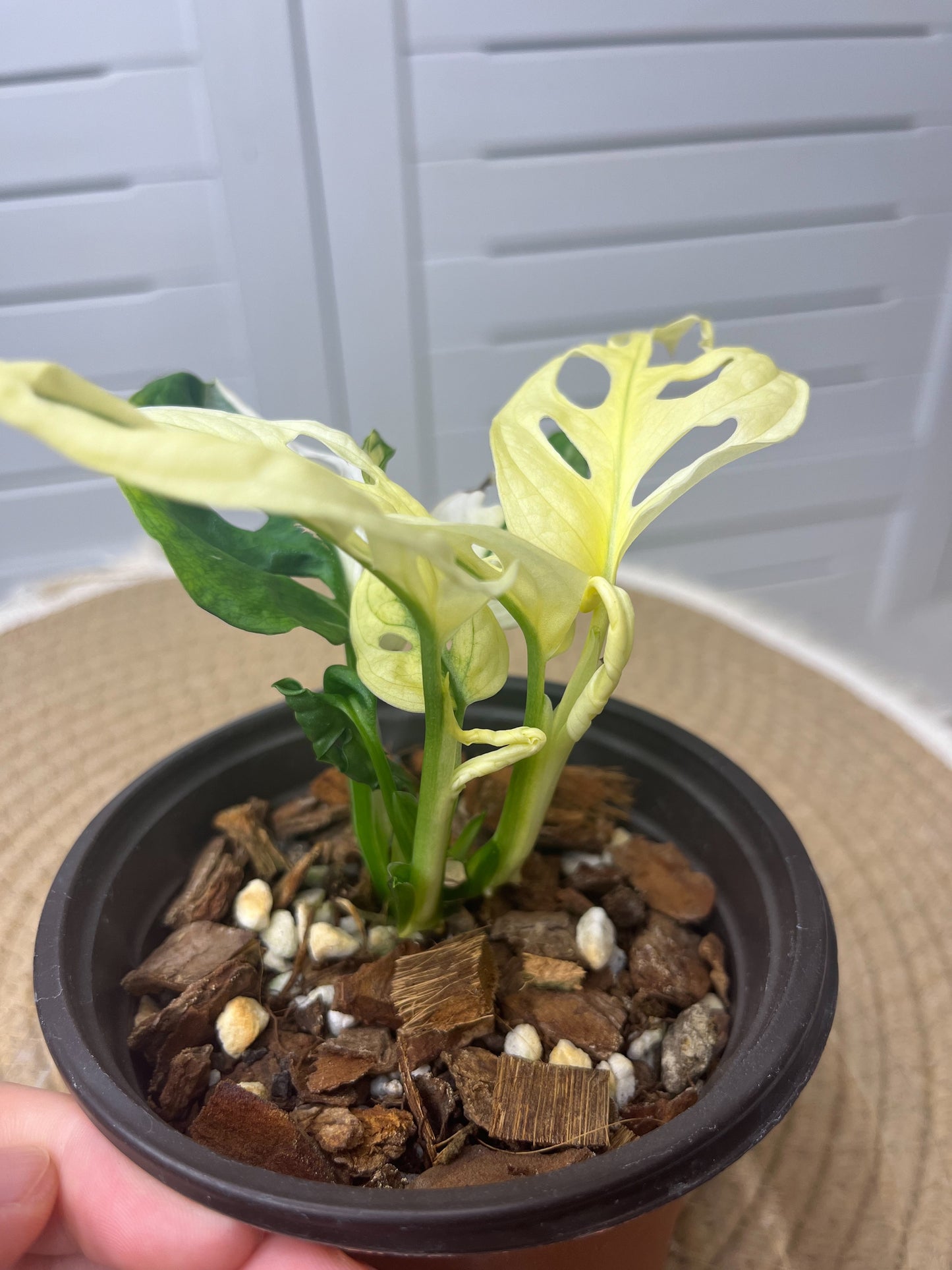 Monstera Monkey Mask(Adansonii) Variegated @3