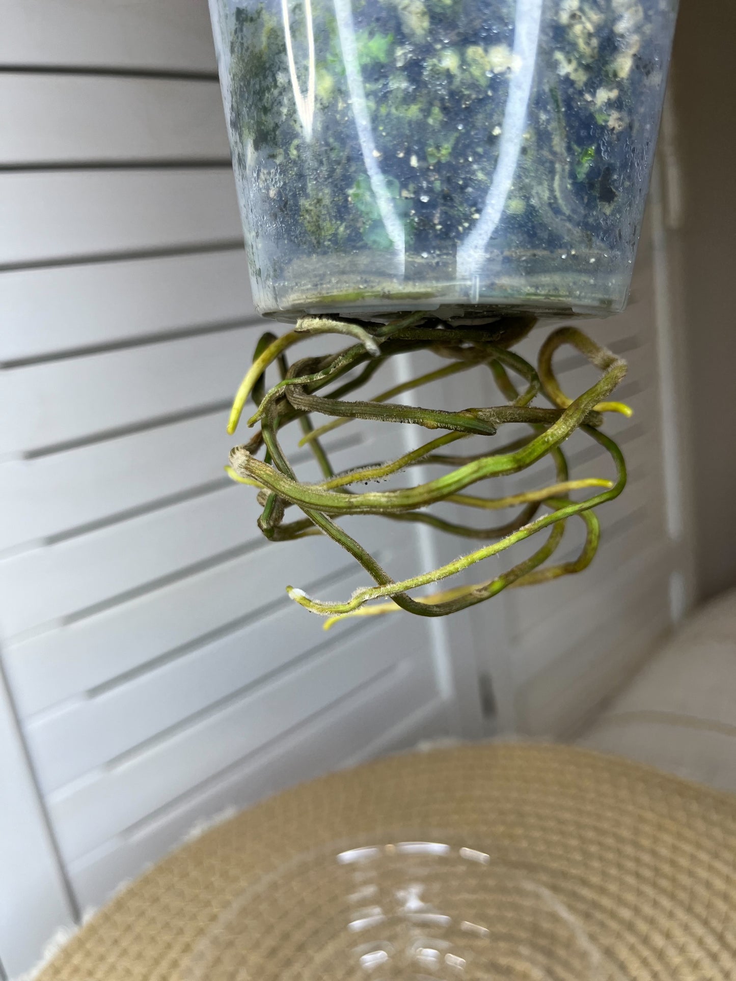 Syngonium Red Spot Tricolour (3)