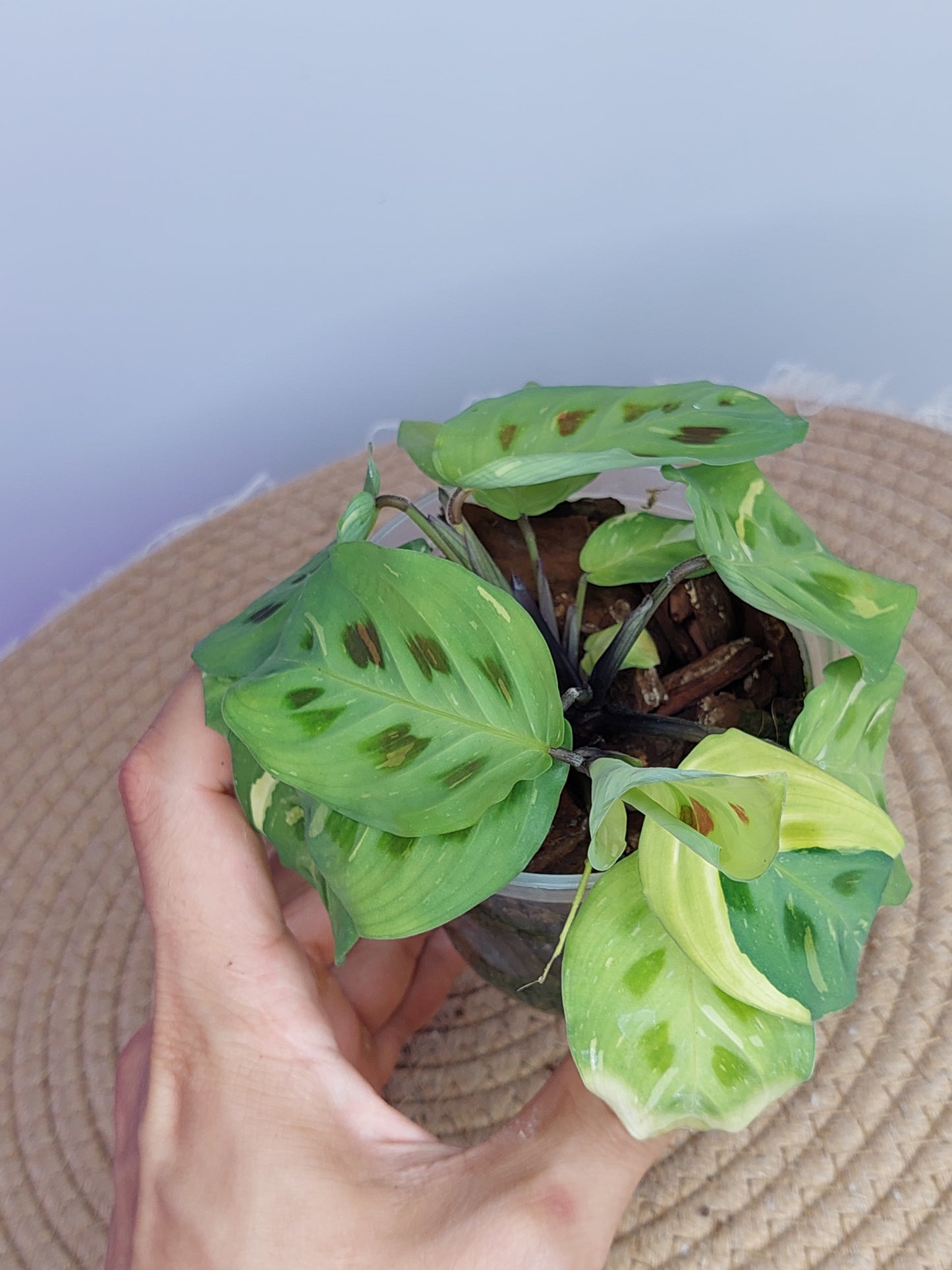 Prayer Plant(Maranta) Variegated - 2