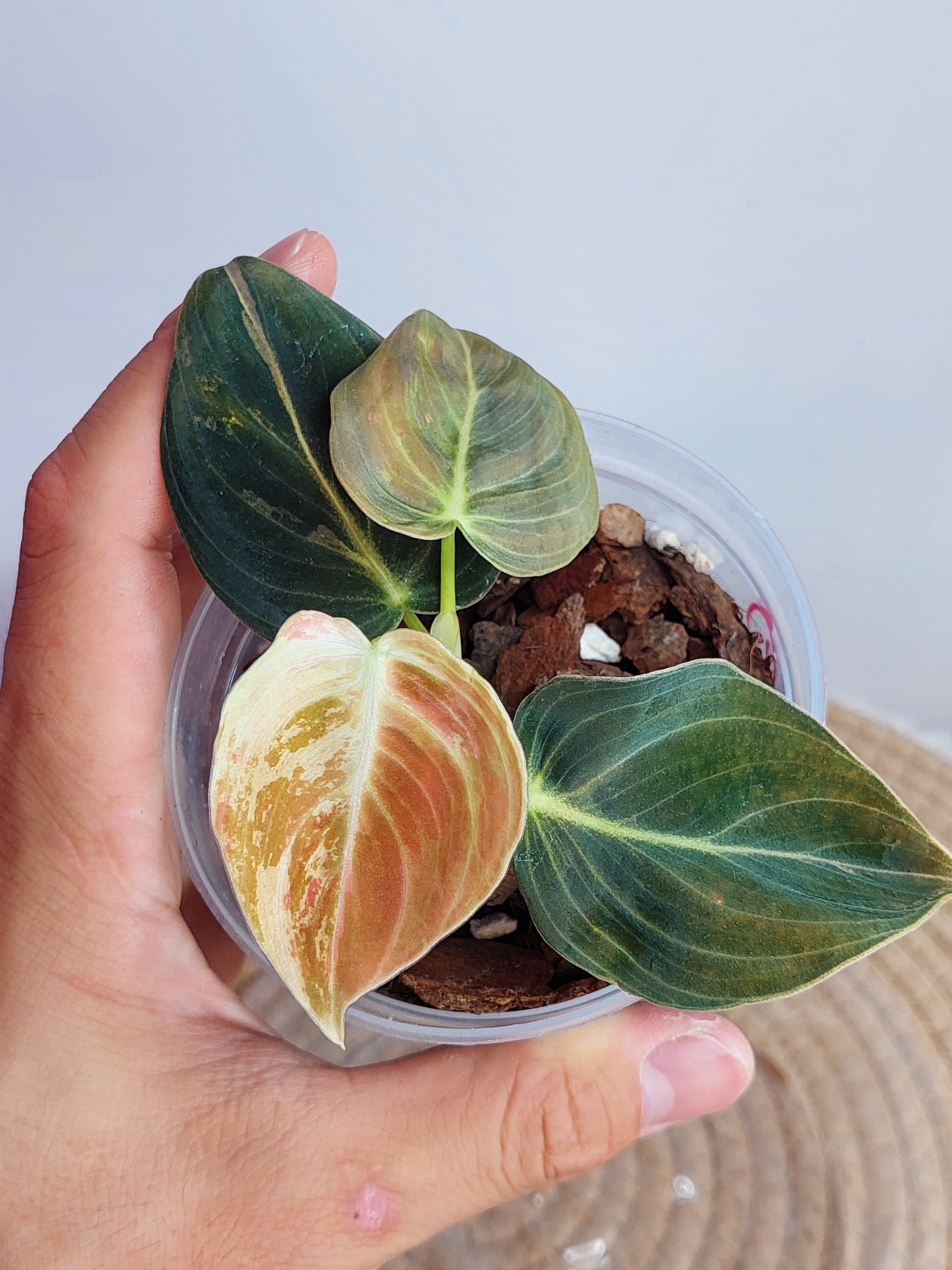 Philodendron Melanochrysum Variegated #1