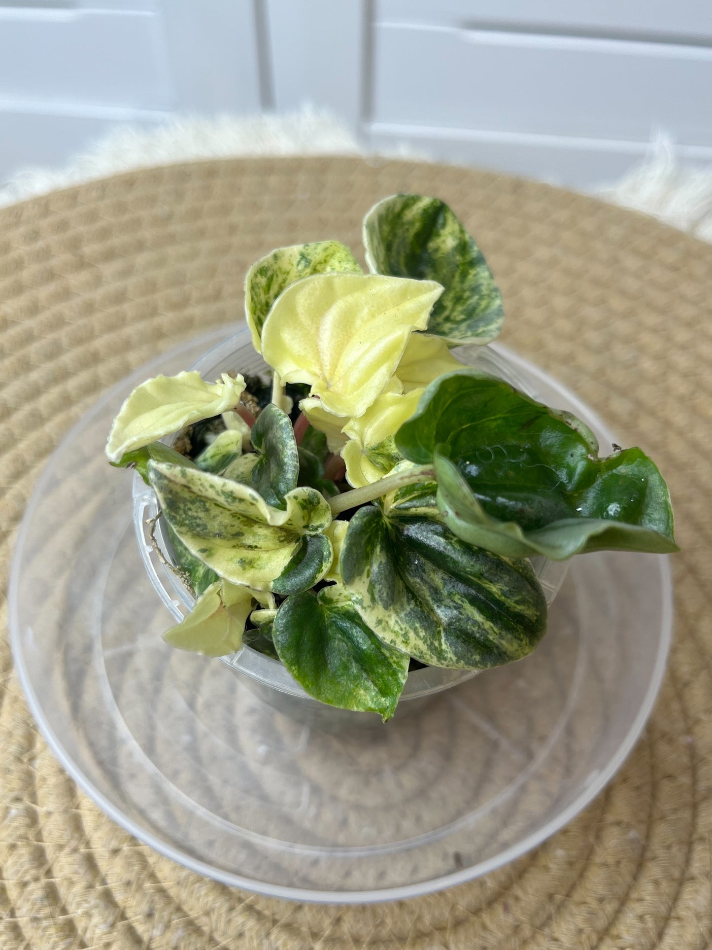 Peperomia Pink Lady (3)