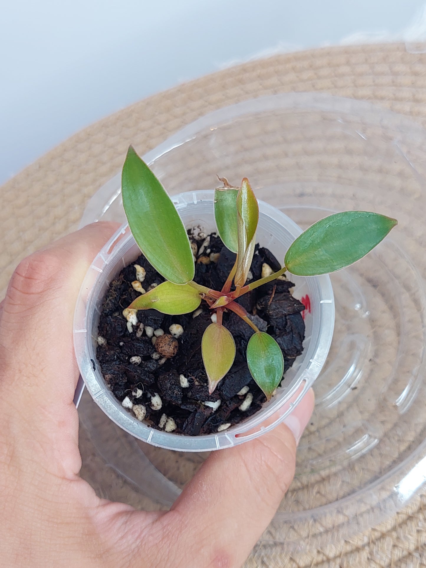 Philodendron Florida Bronze 3