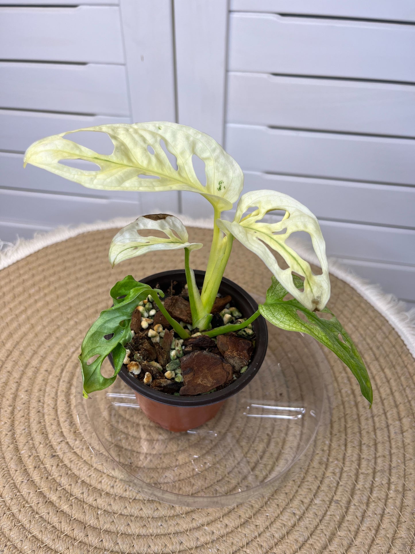 Monstera Monkey Mask(Adansonii) Fully Variegated(Ghost) #3