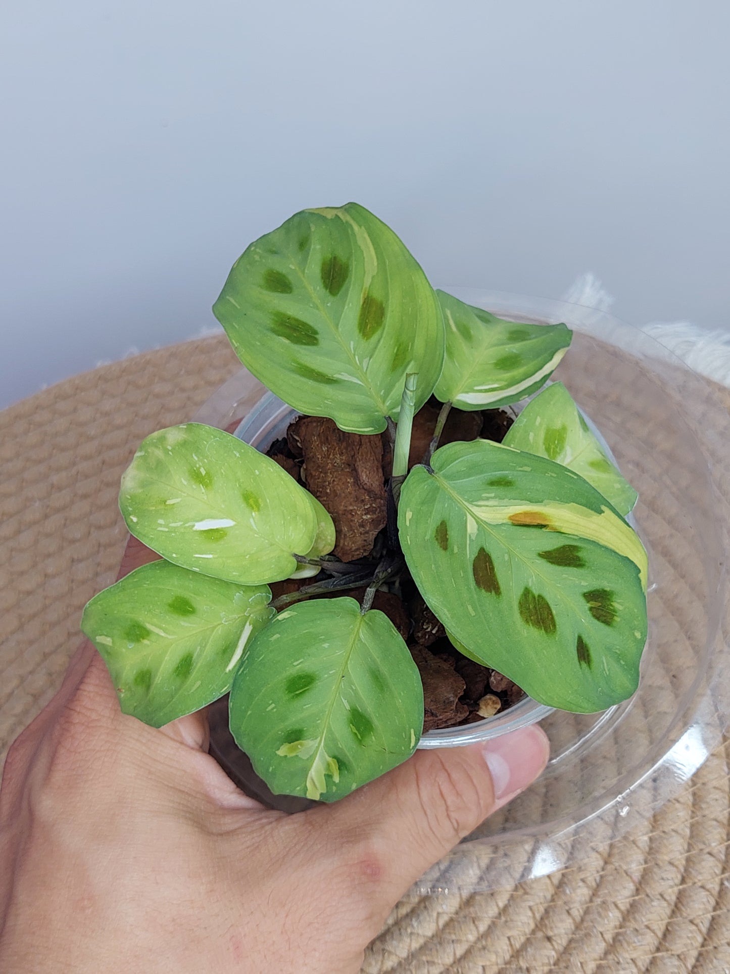 Prayer Plant(Maranta) Variegated 3