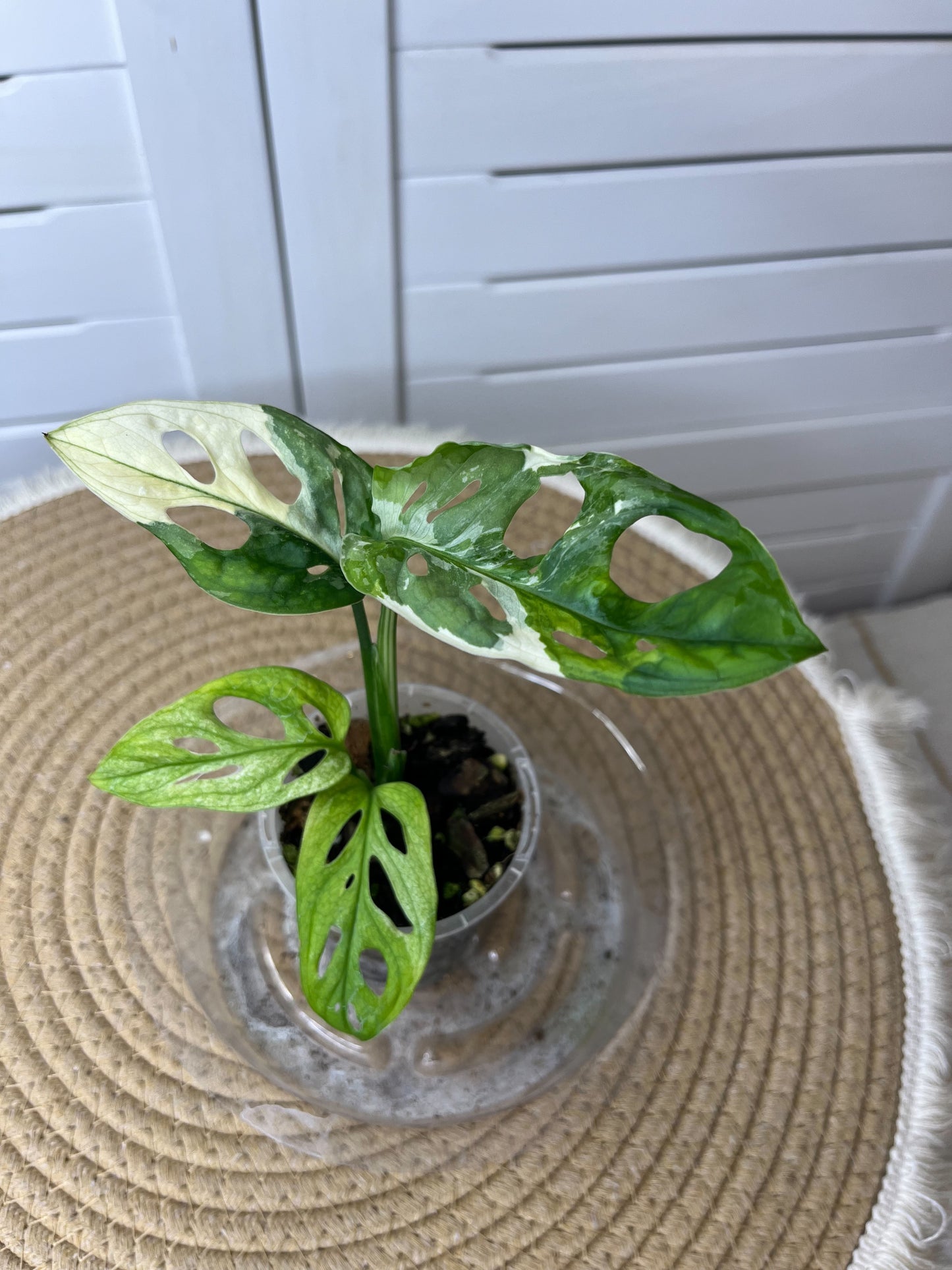 Monstera Monkey Mask(Adansonii) Variegated 3