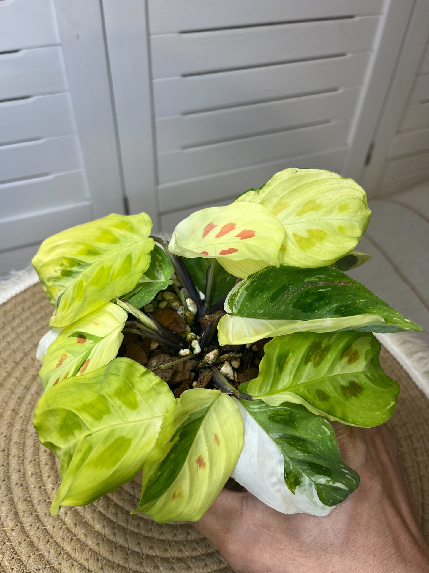 Prayer Plant(Maranta) Highly Variegated #A (Unicorn)