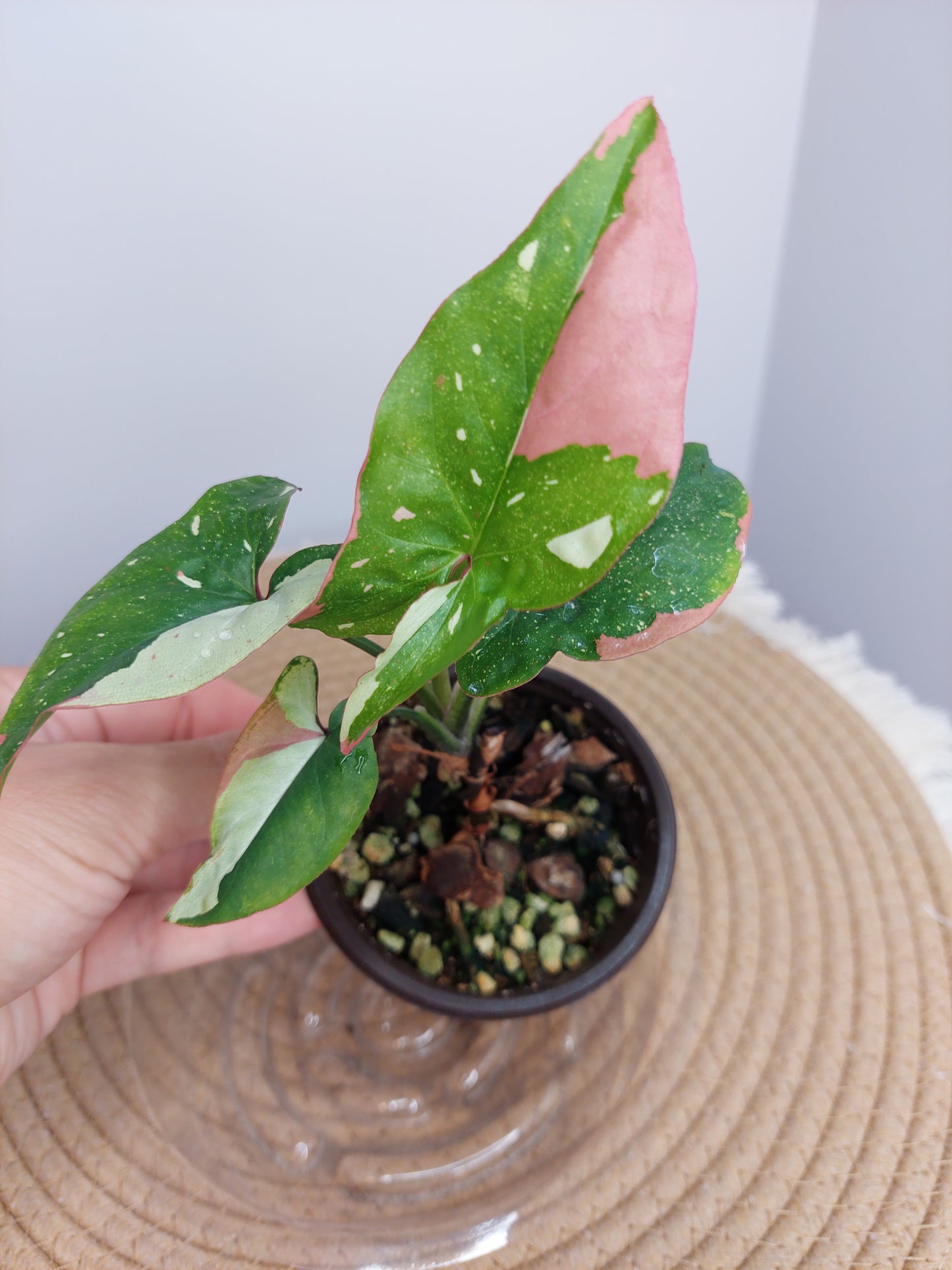 Syngonium Red Spot Tricolour 3