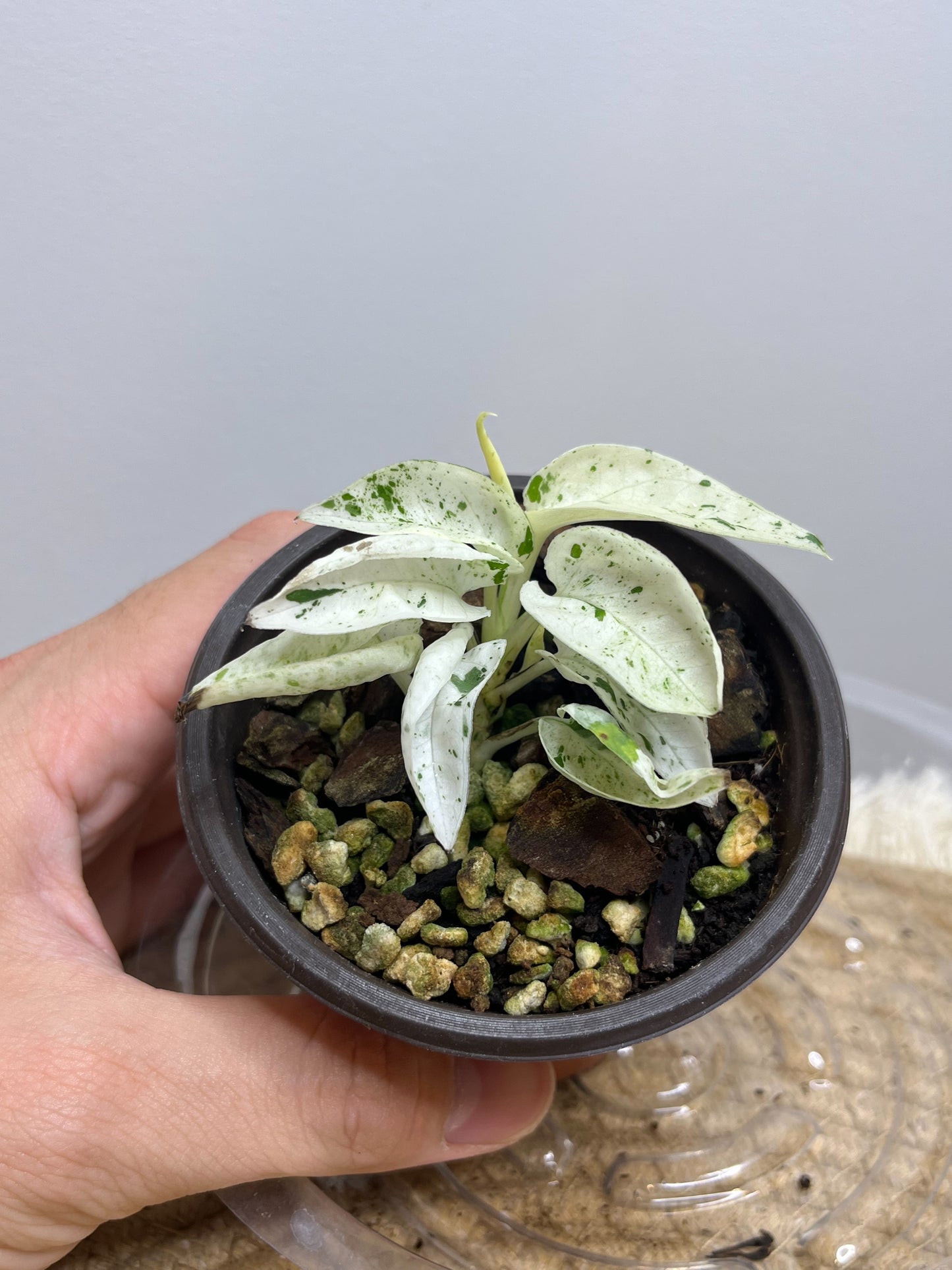 Epipremnum Pinnatum Marble 3