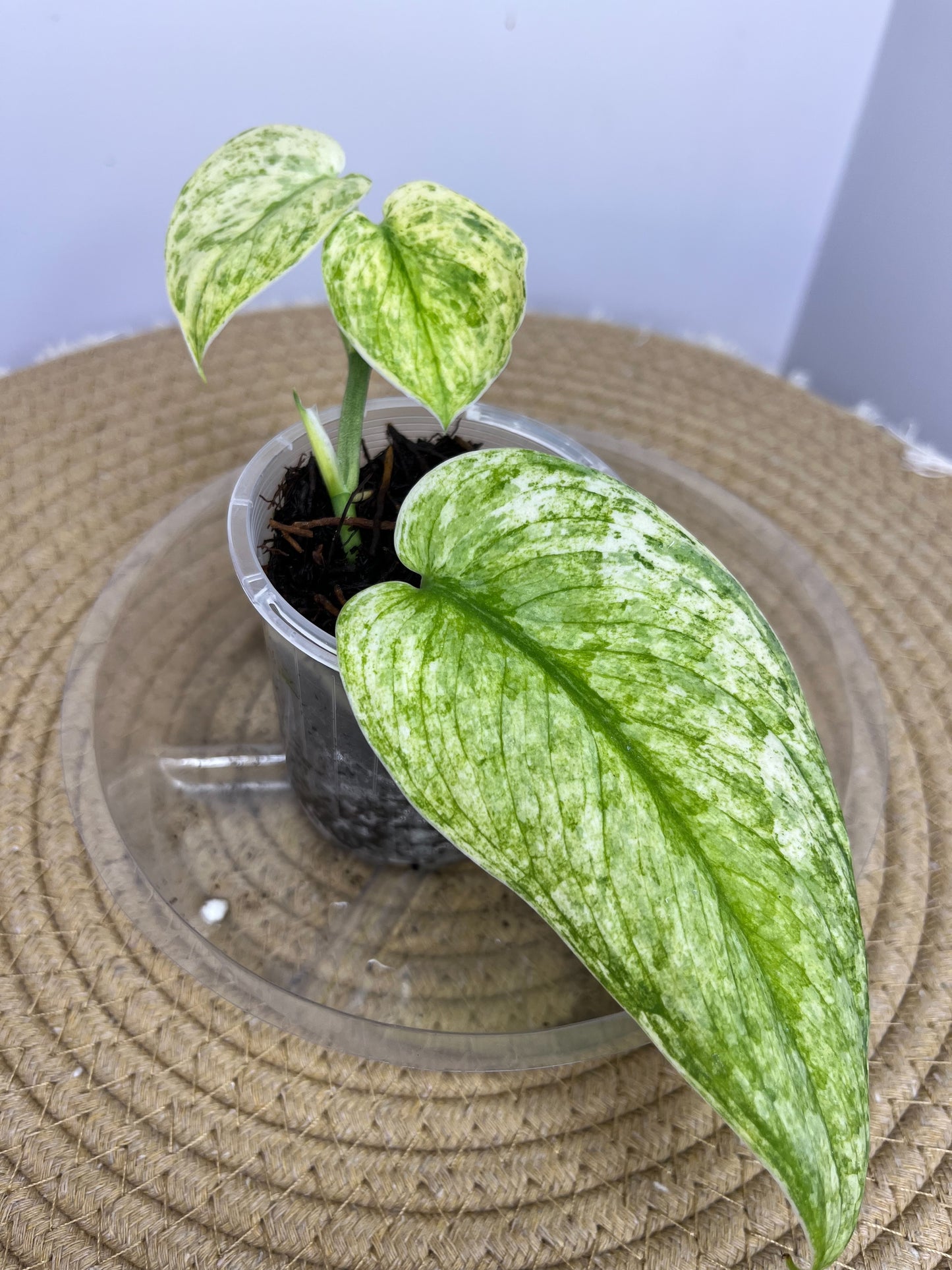 Scindapsus Silver Cloud Variegated 01