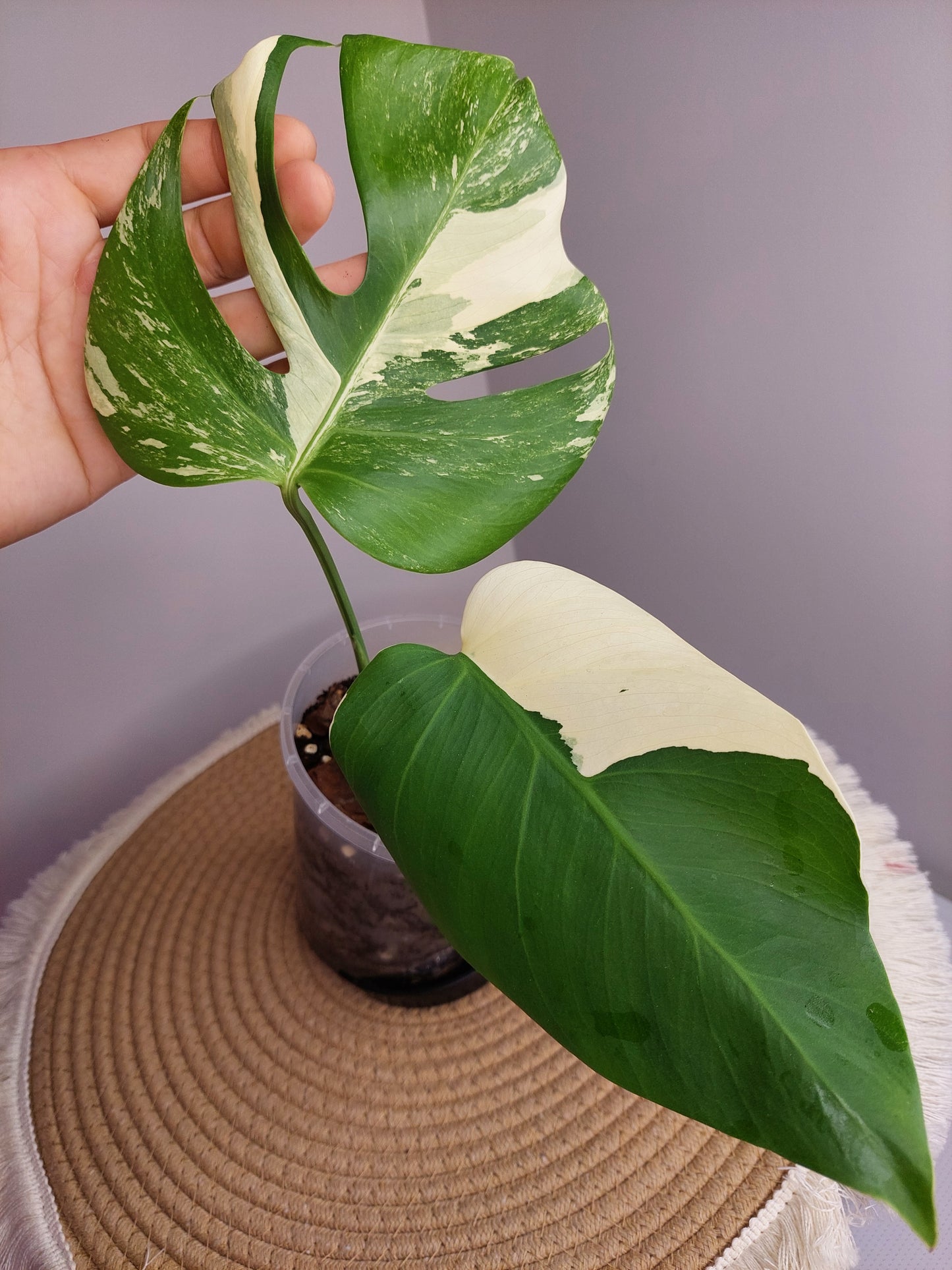 Monstera Borsigiana Albo Variegated C