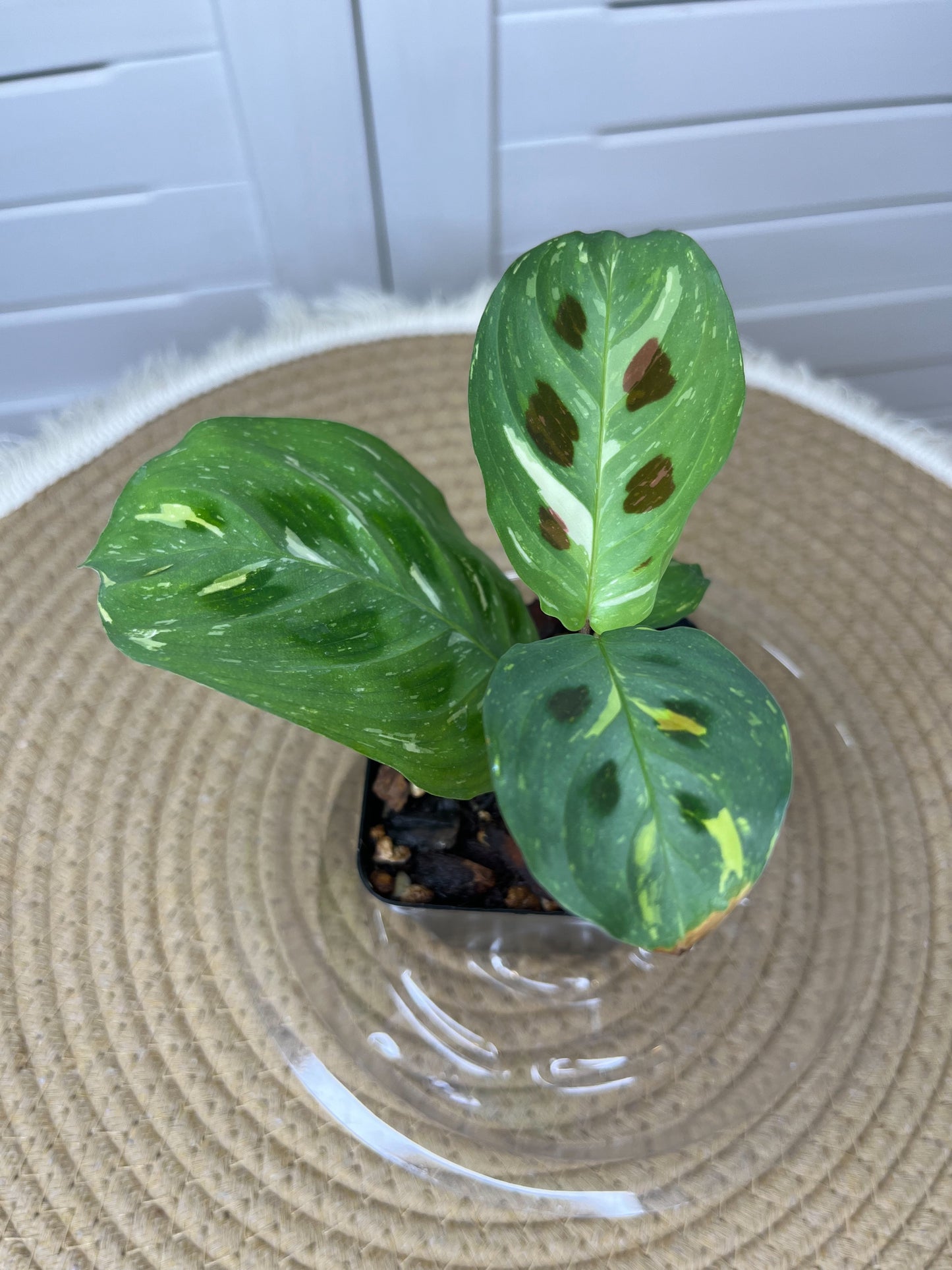 Prayer Plant(Maranta) Variegated 3