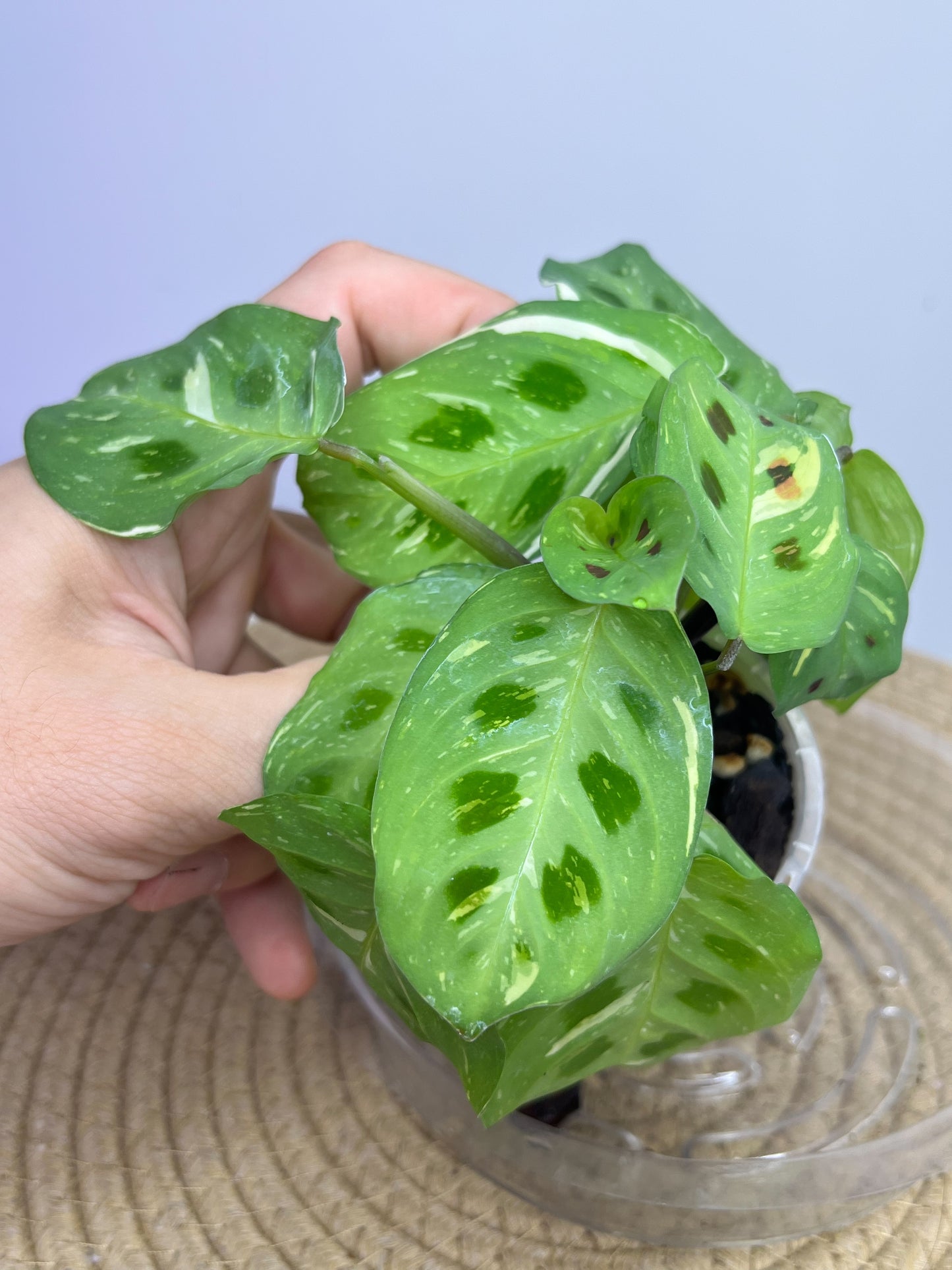 Maranta Variegated (Prayer Plant) 3