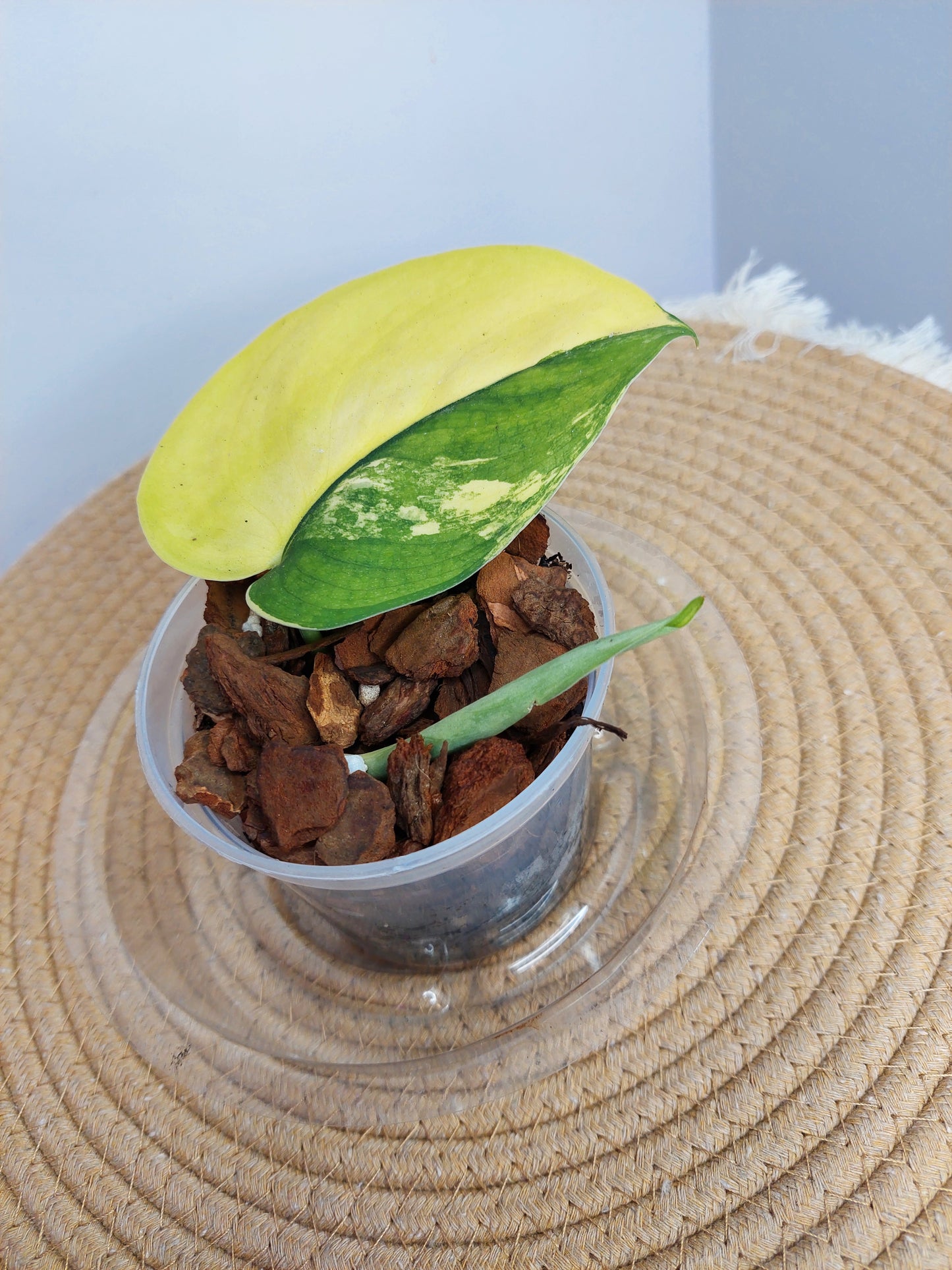 Scindapsus Jade Satin Variegated 3