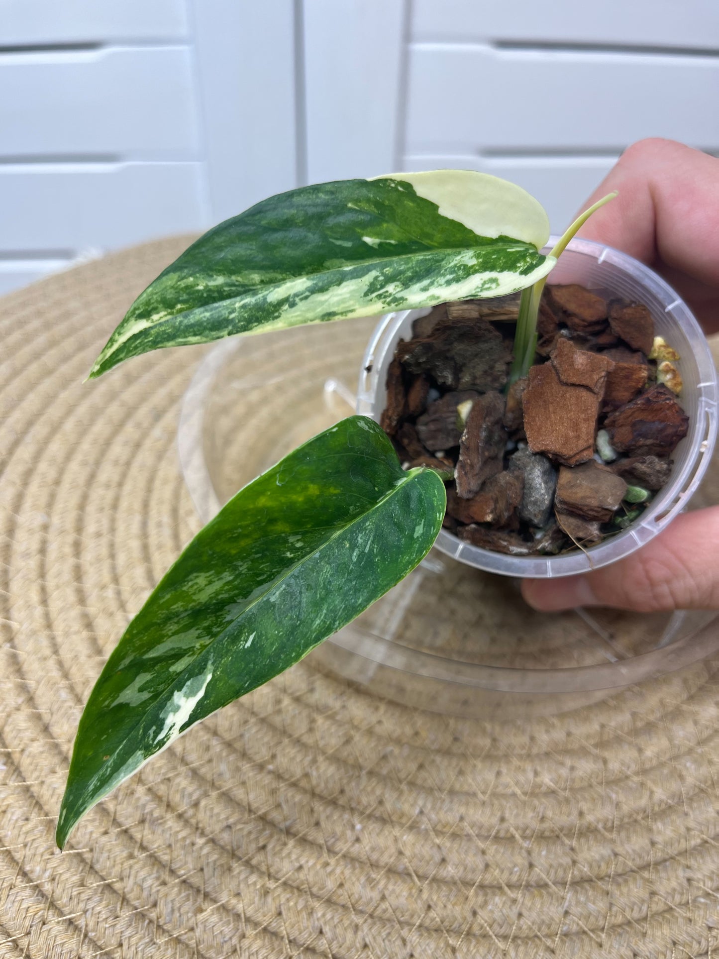 Epipremnum Pinnatum Albo 3