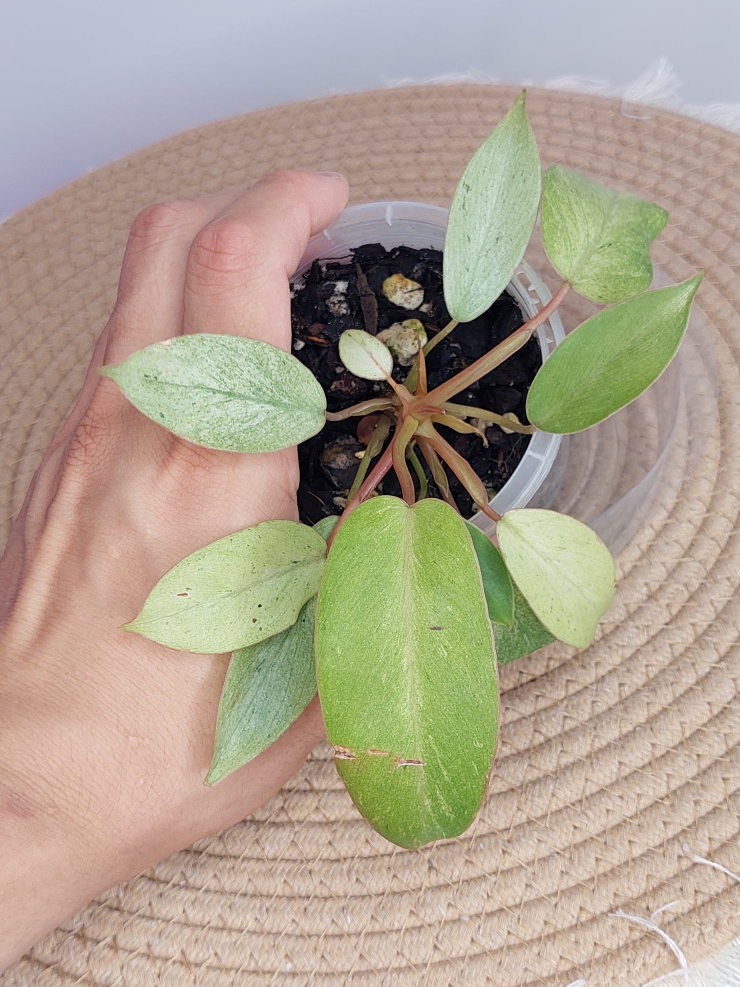 Philodendron Snowdrift 3