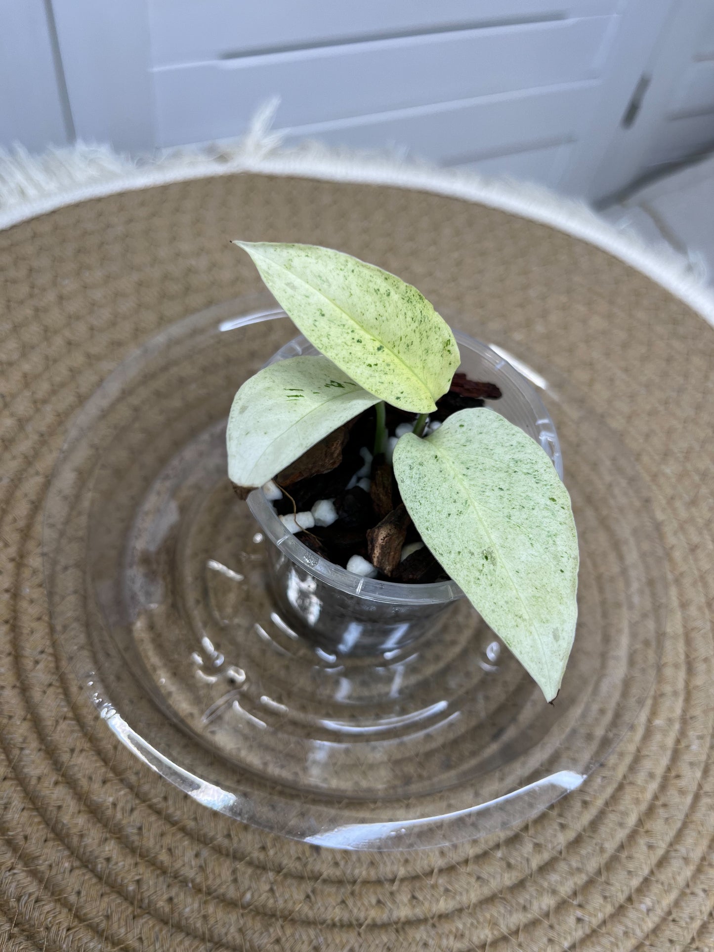 Monstera Adansonii Laniata Mint C