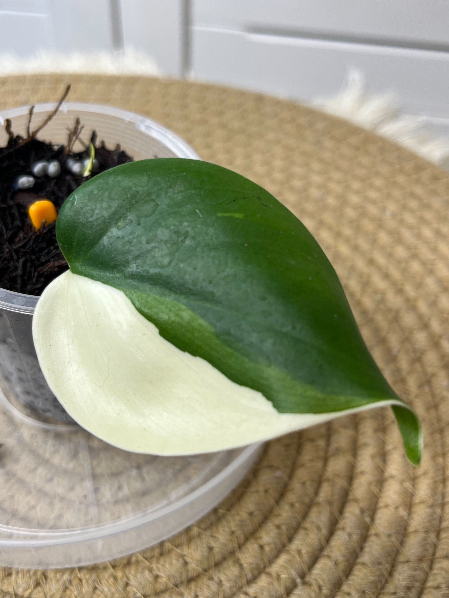 Philodendron Hederaceum(Heartleaf) ALBO Variegated (3)