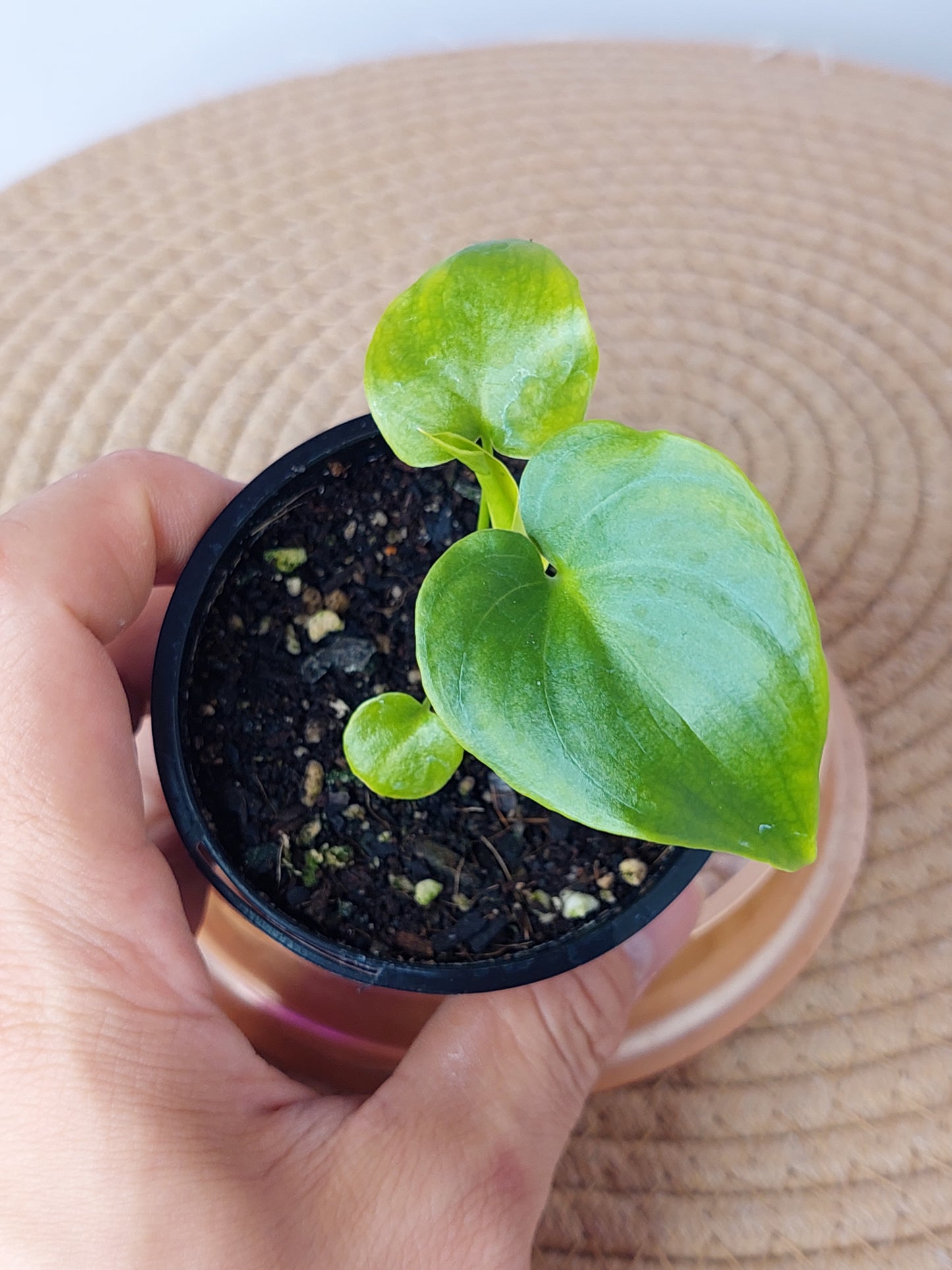 Philodendron Luxurians (C)