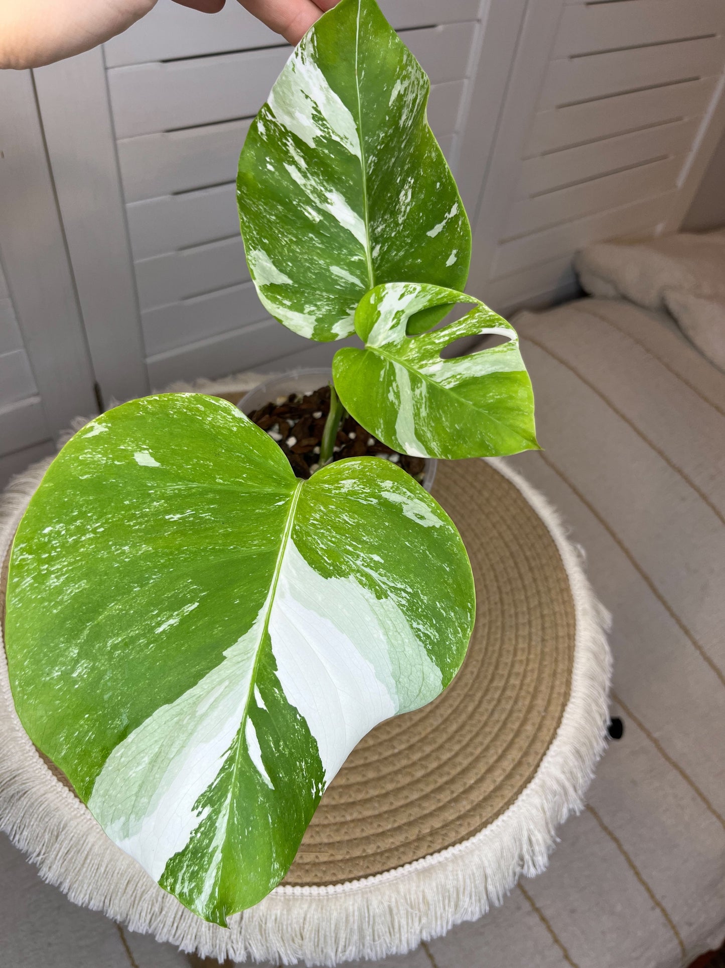 Monstera Borsigiana Albo Variegated #3