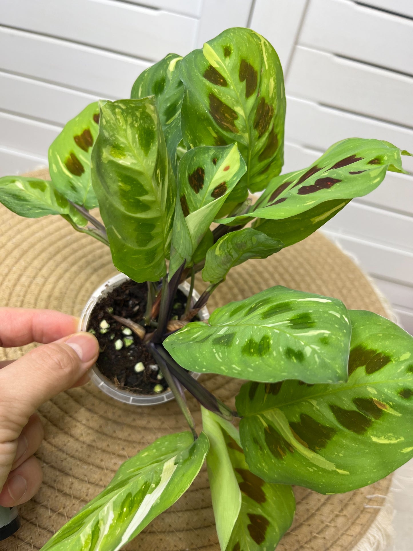 Maranta Variegated (Prayer Plant) 3