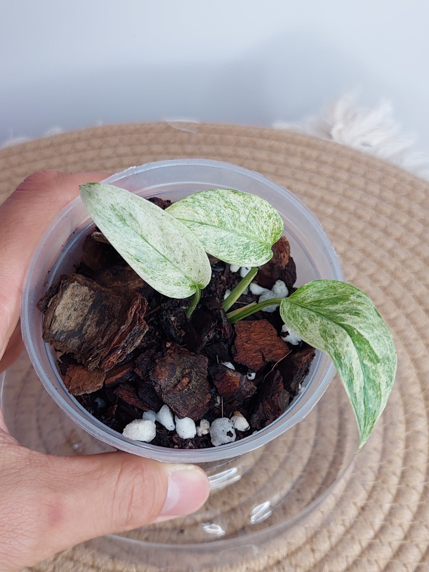 Monstera Adansonii Laniata Mint (1)