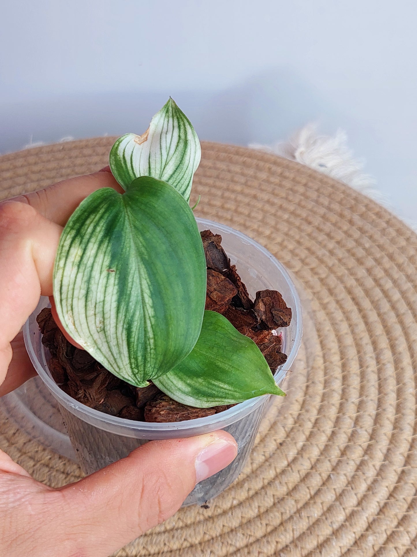 Scindapsus White Monster (1)