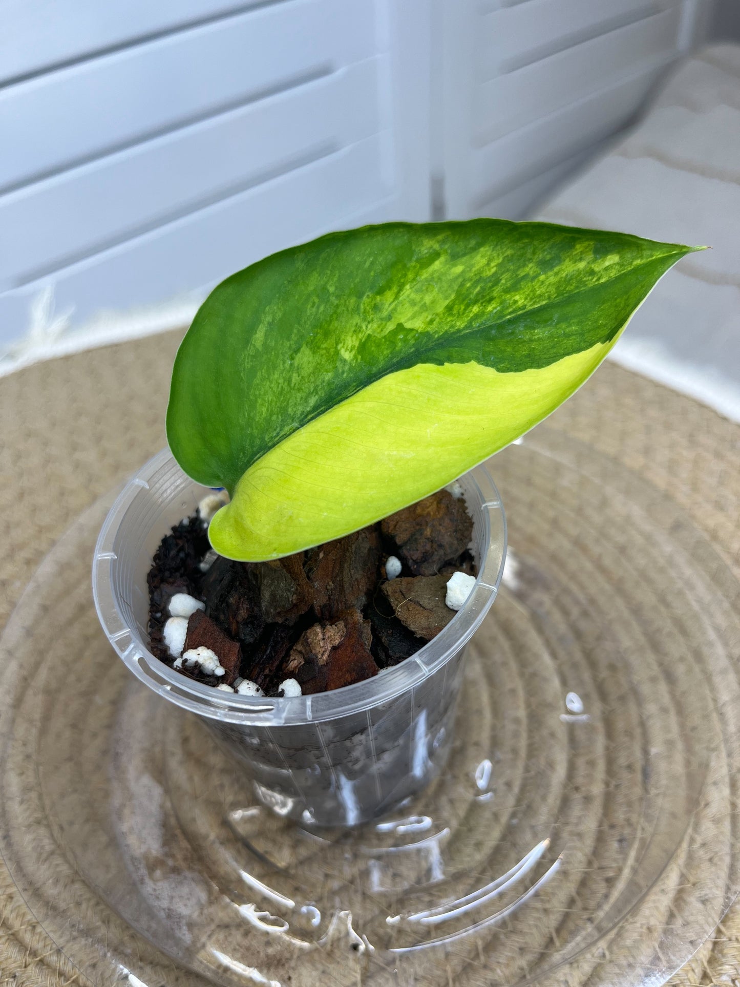 Scindapsus Jade Satin Variegated C