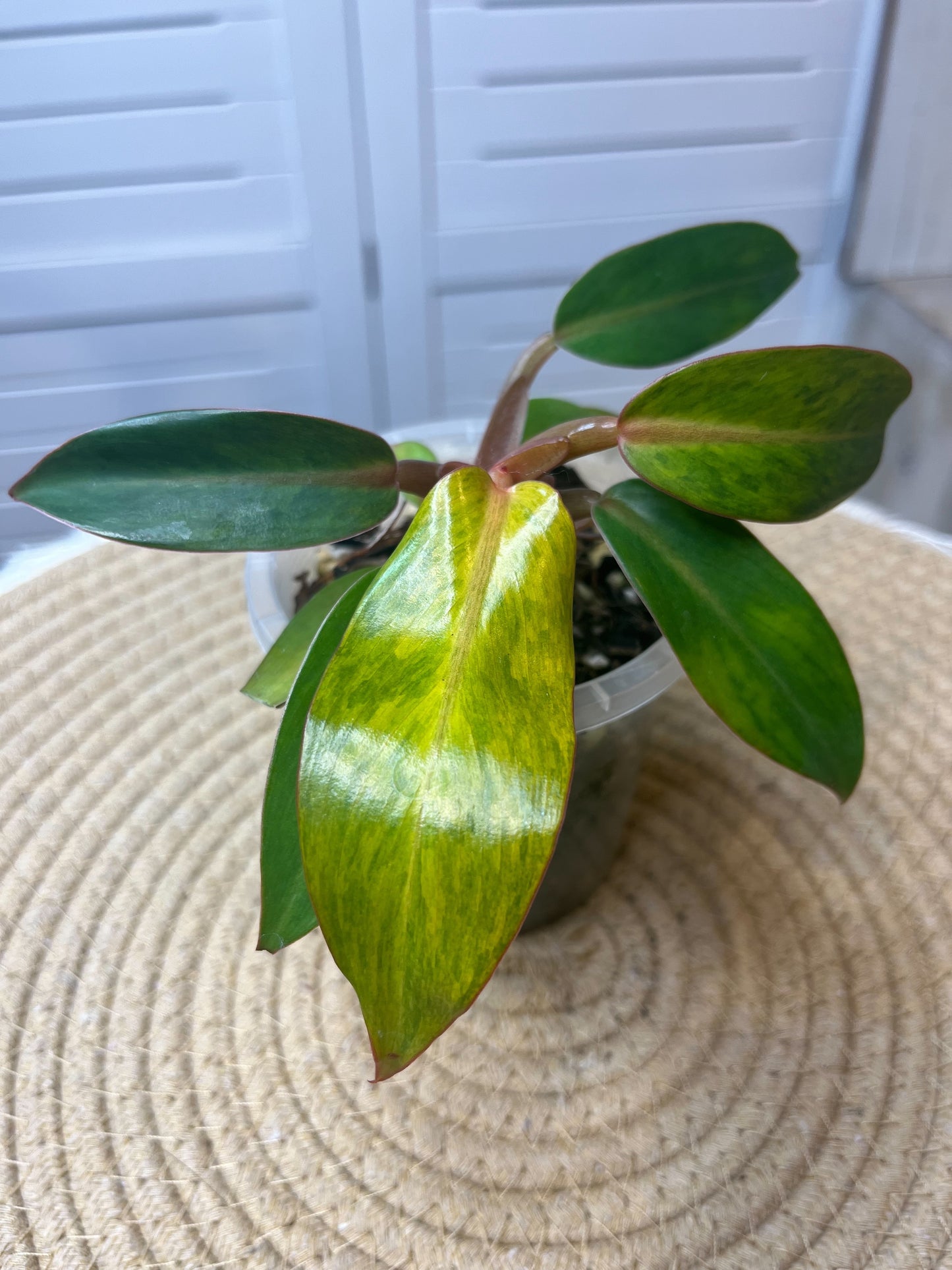 Philodendron Orange Marmalade -1