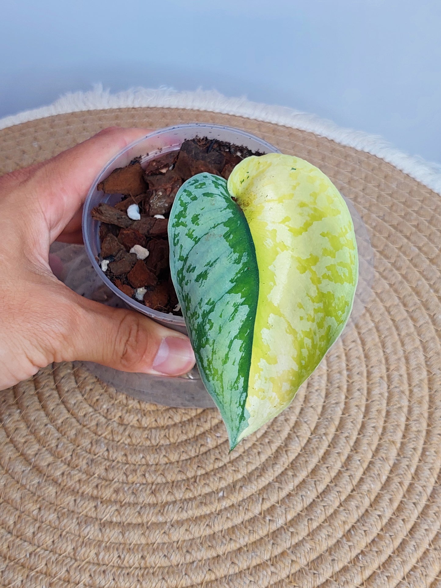 Scindapsus Exotica Variegated #A