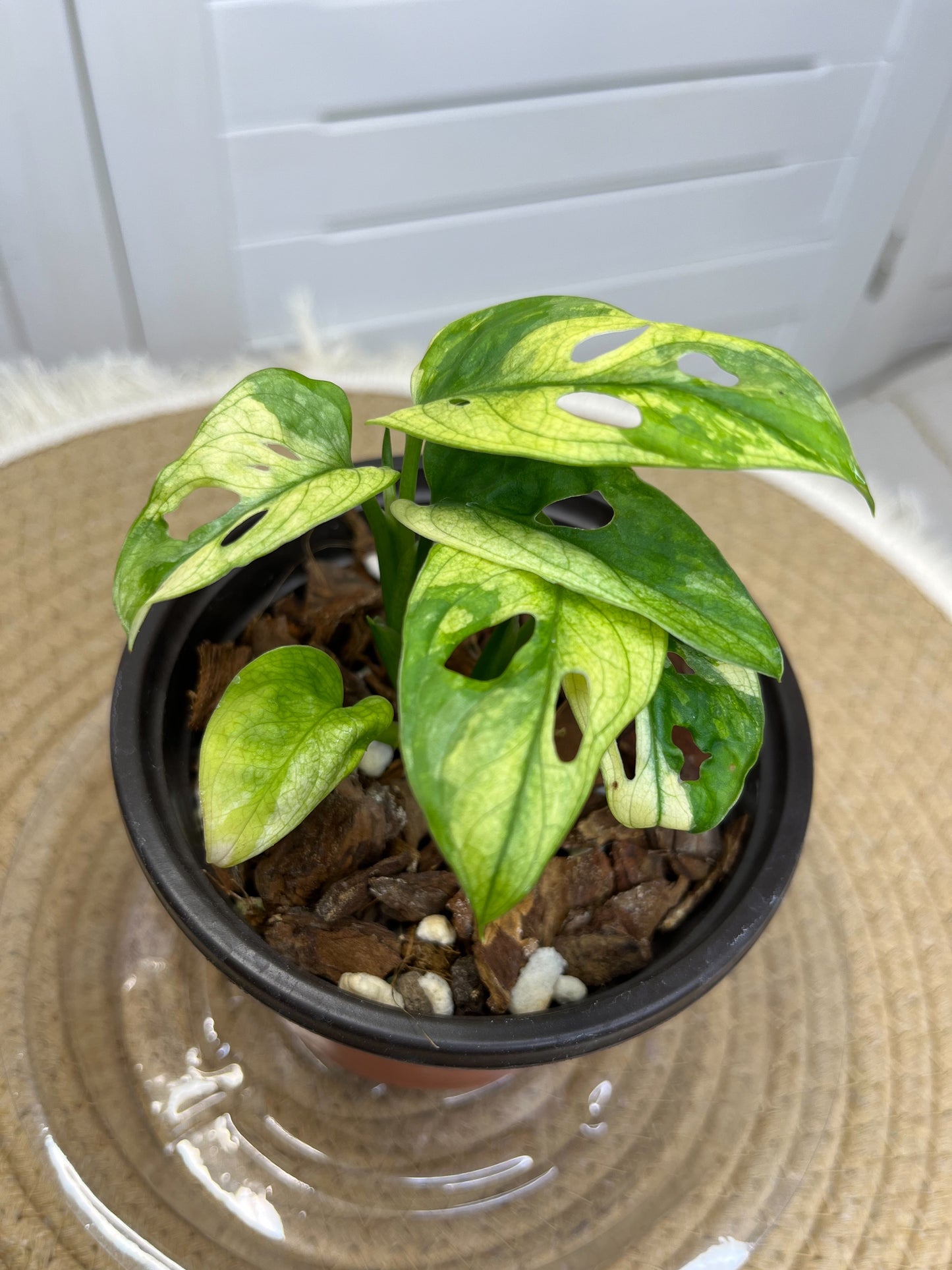 Monstera Monkey Mask(Adansonii) Variegated C